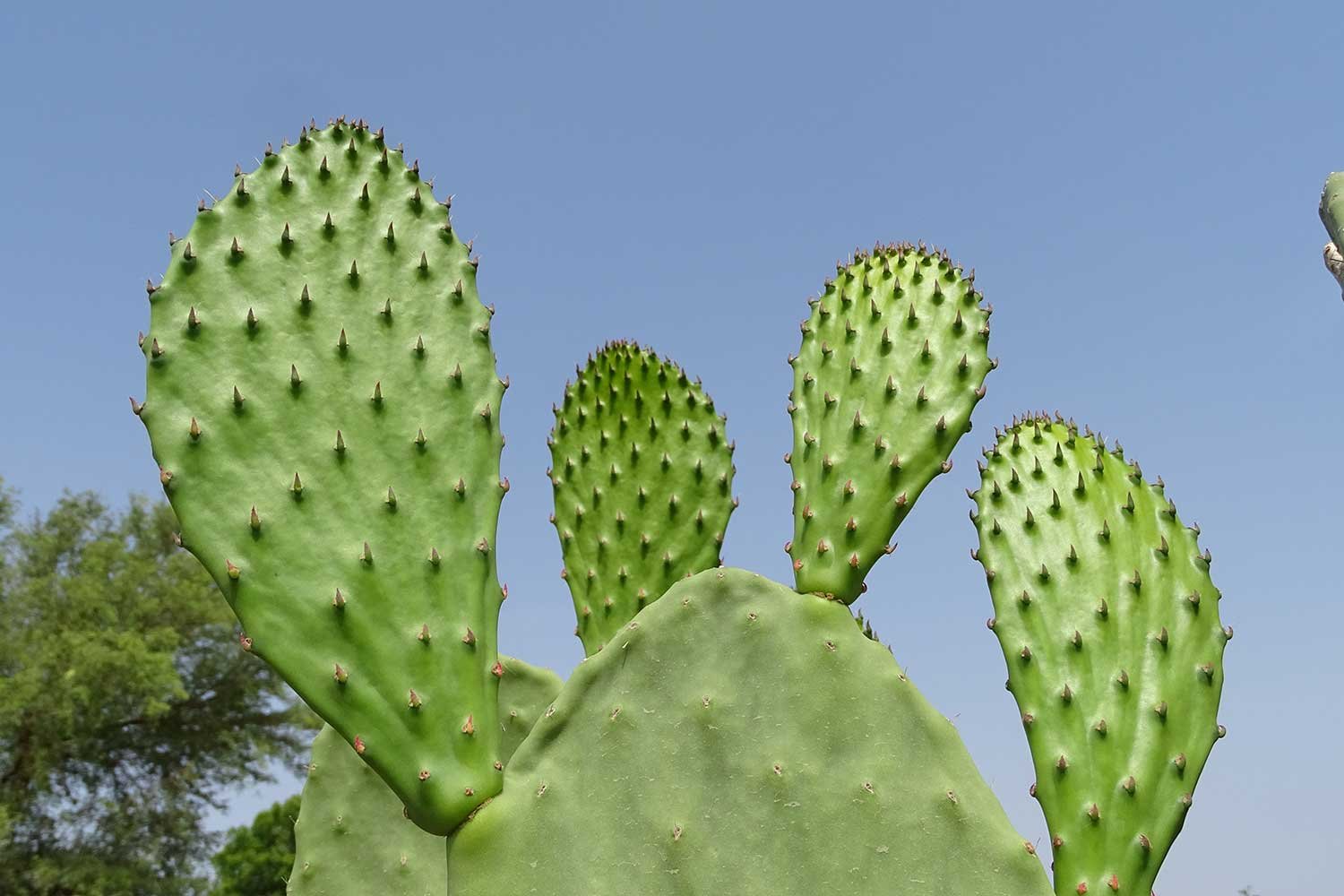 Cactus4