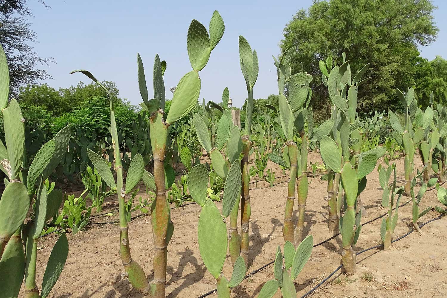 Cactus5