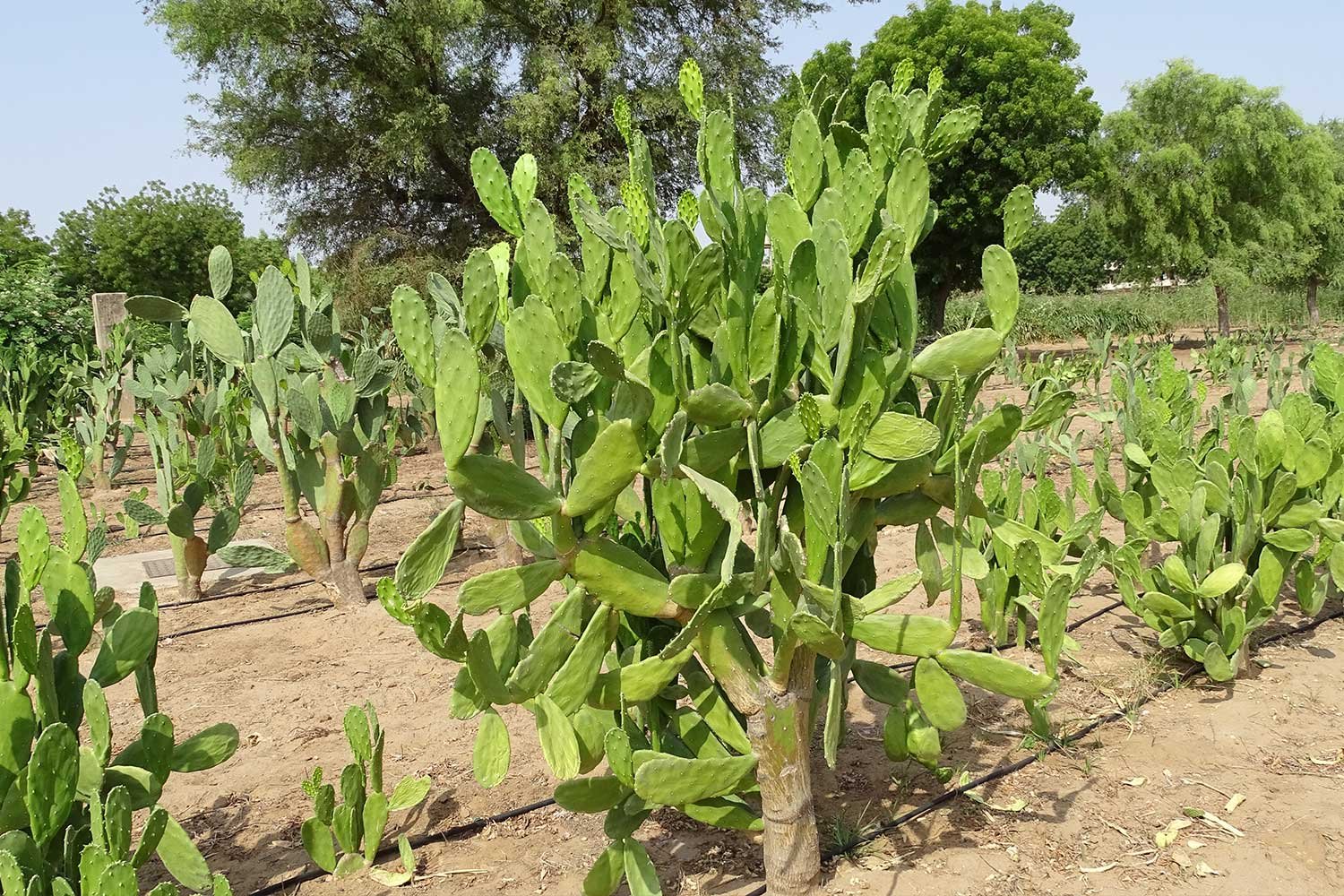 Cactus6