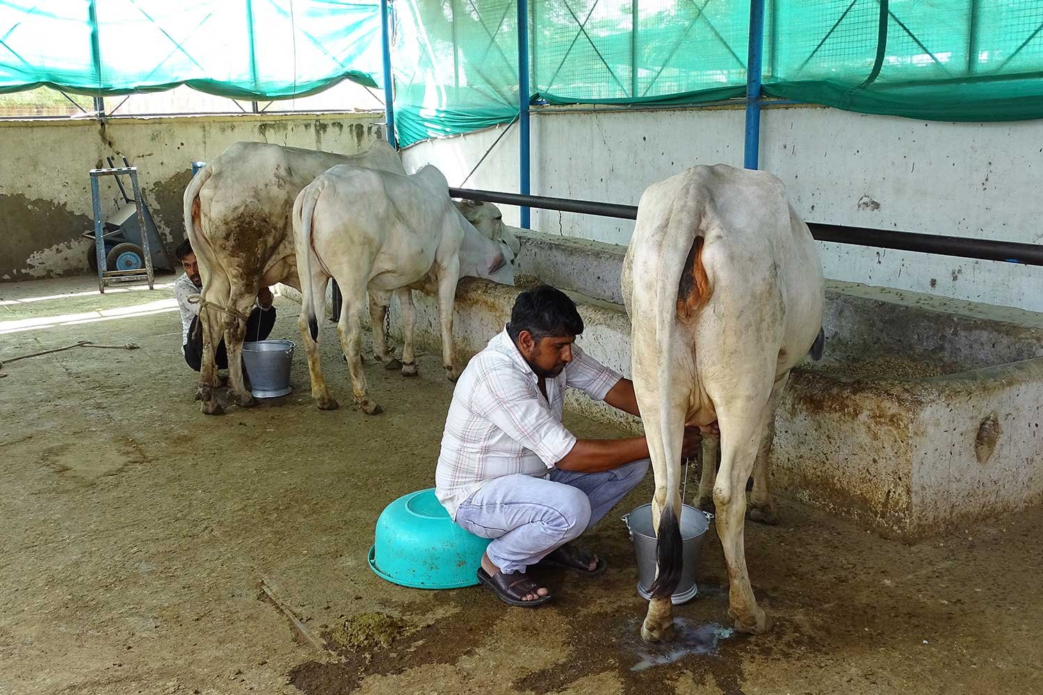 DairyFarming