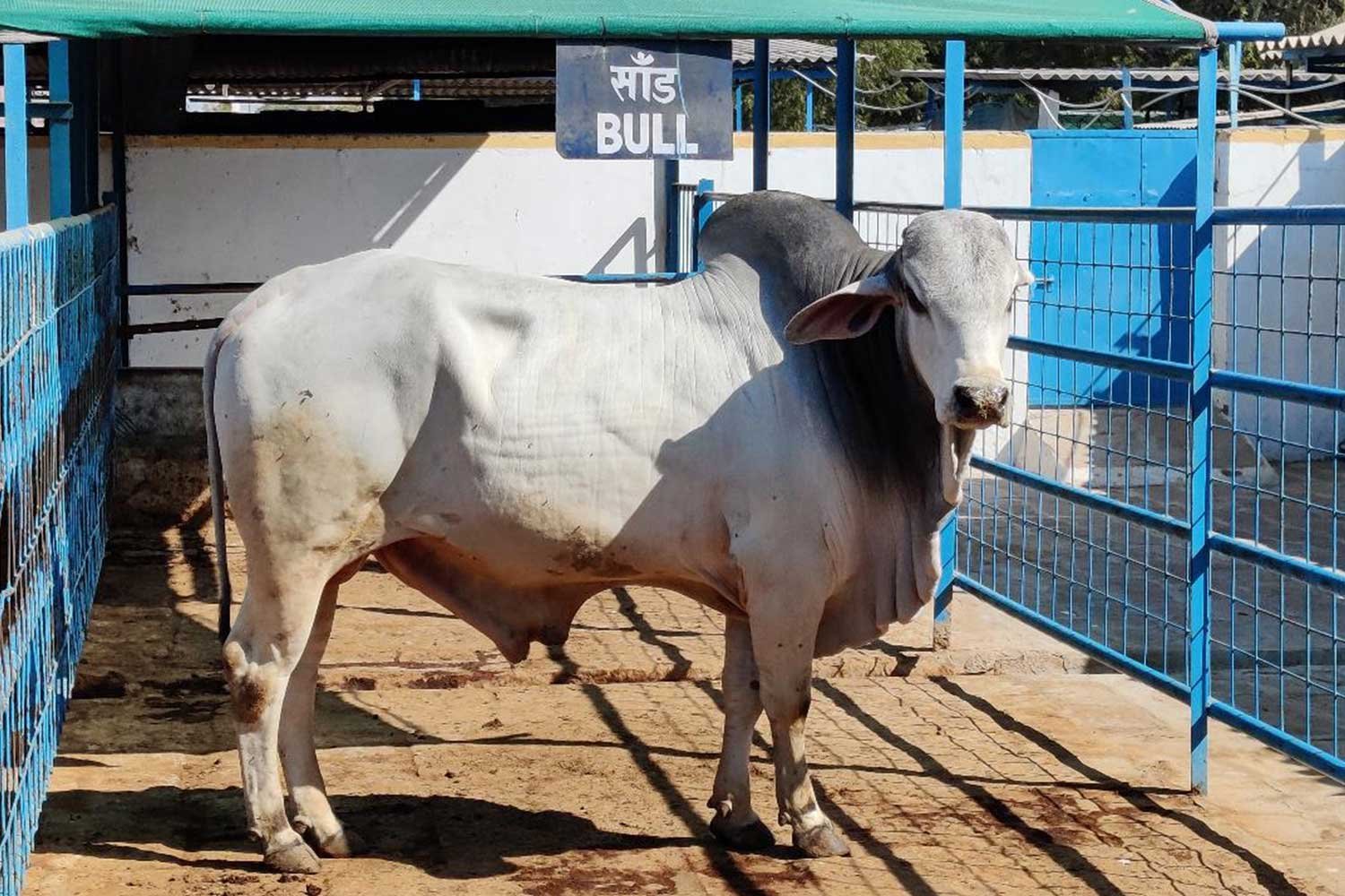 DairyFarming2