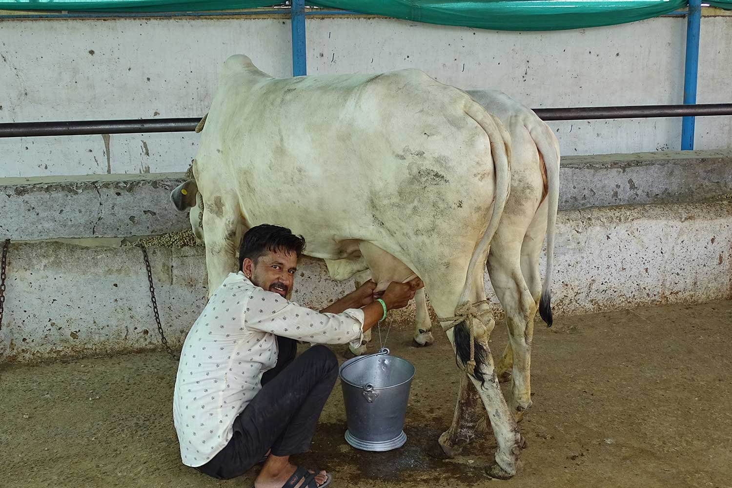 DairyFarming3
