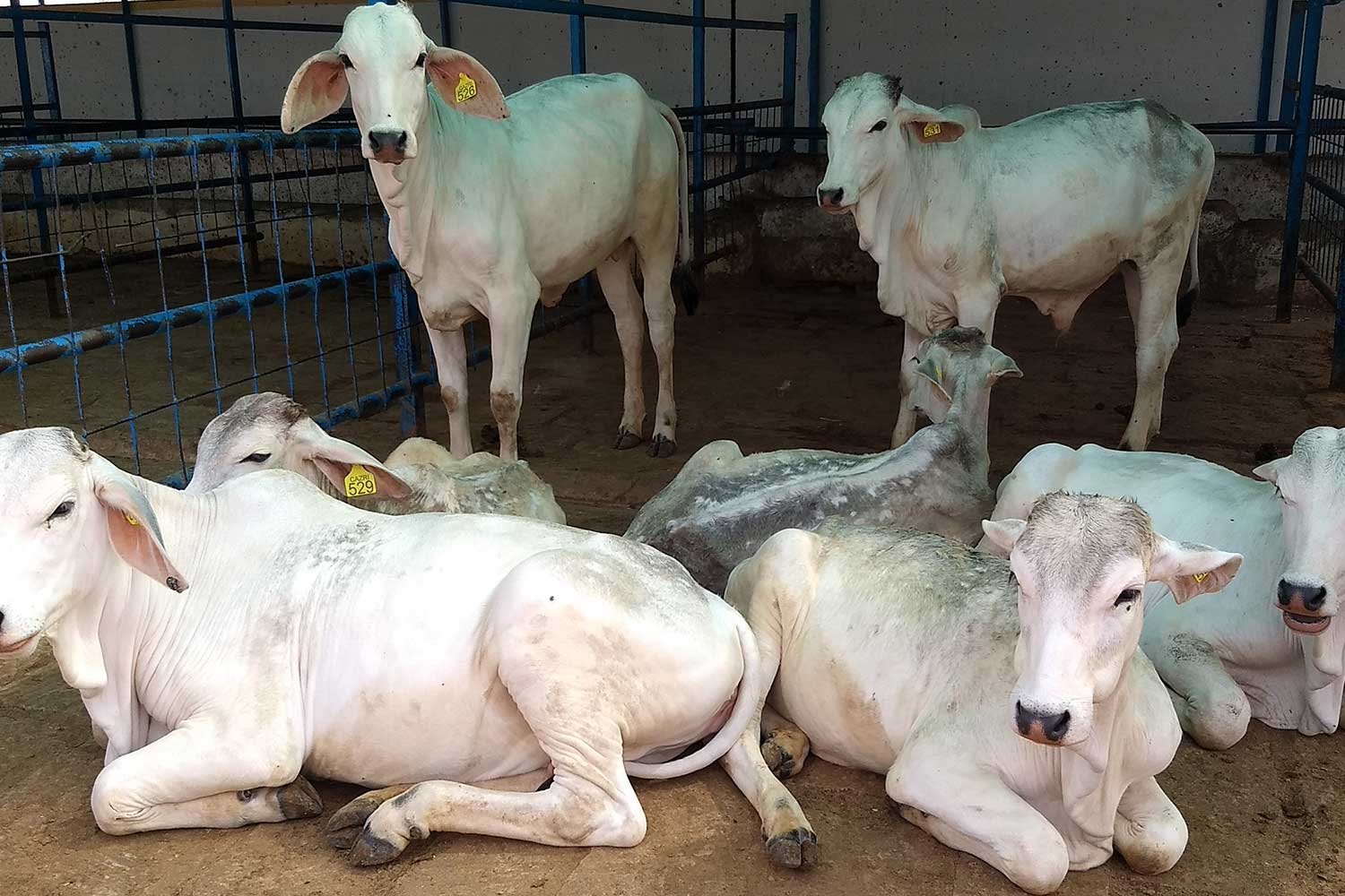 DairyFarming3