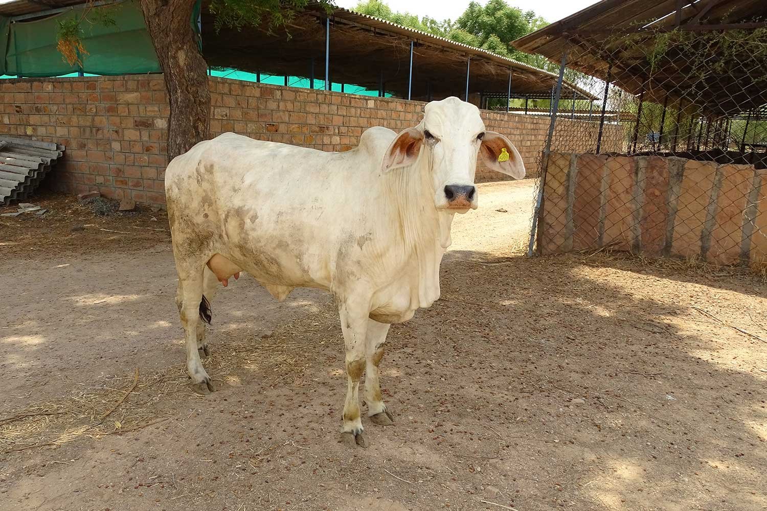 DairyFarming6