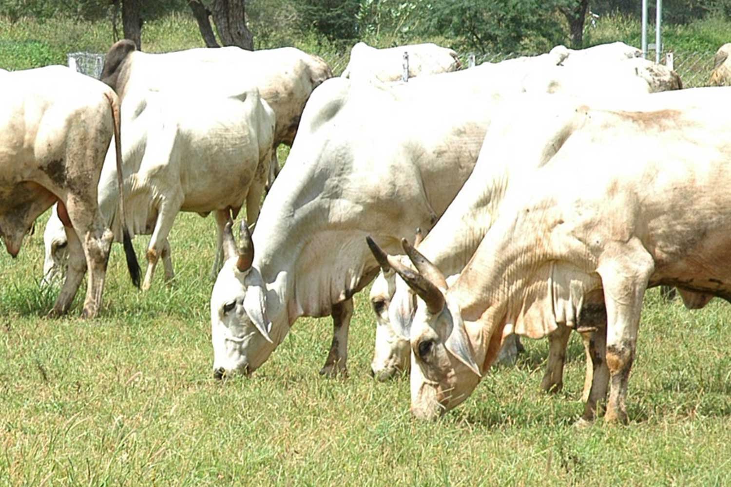 DairyFarming6