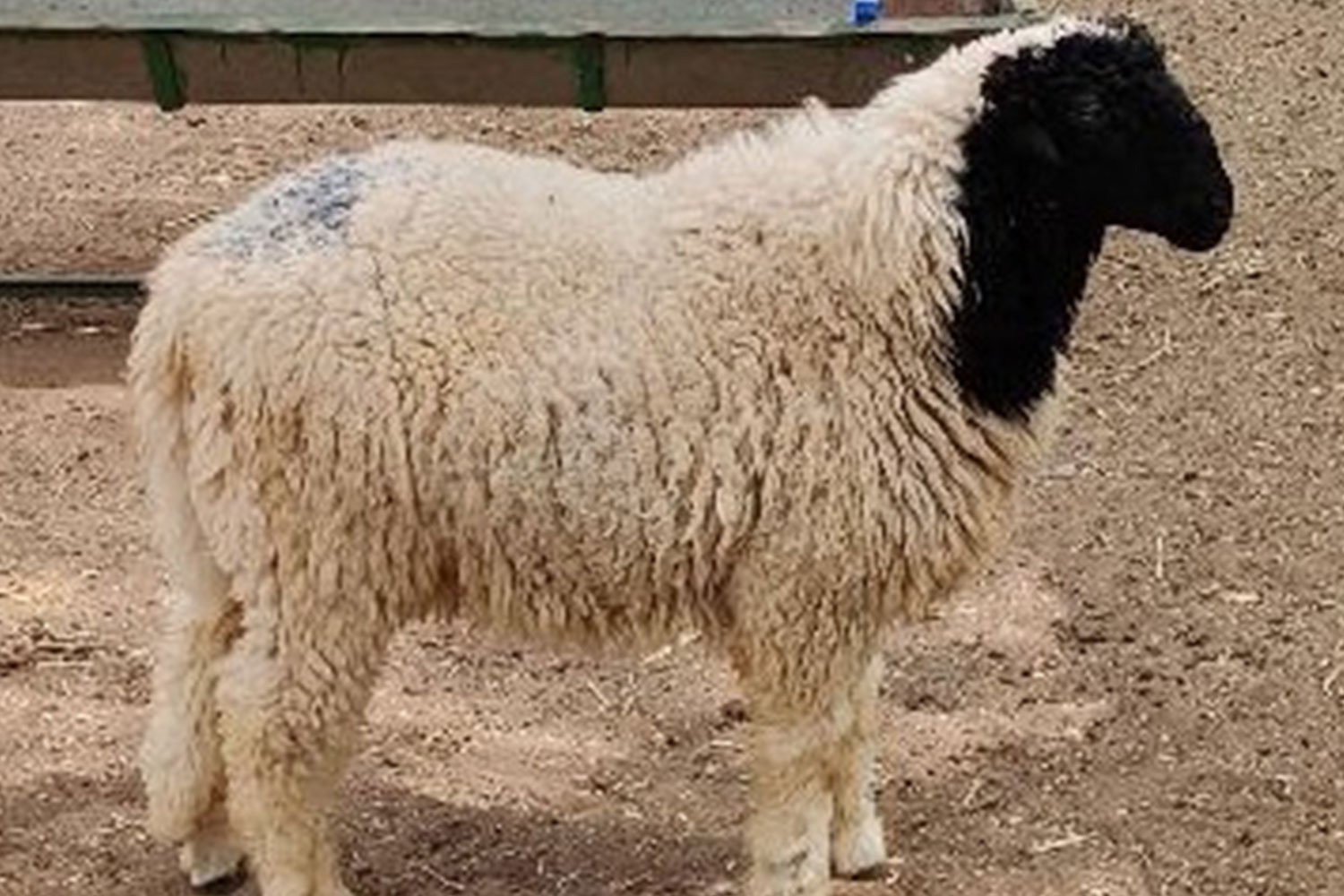 GoatAndSheepFarming1