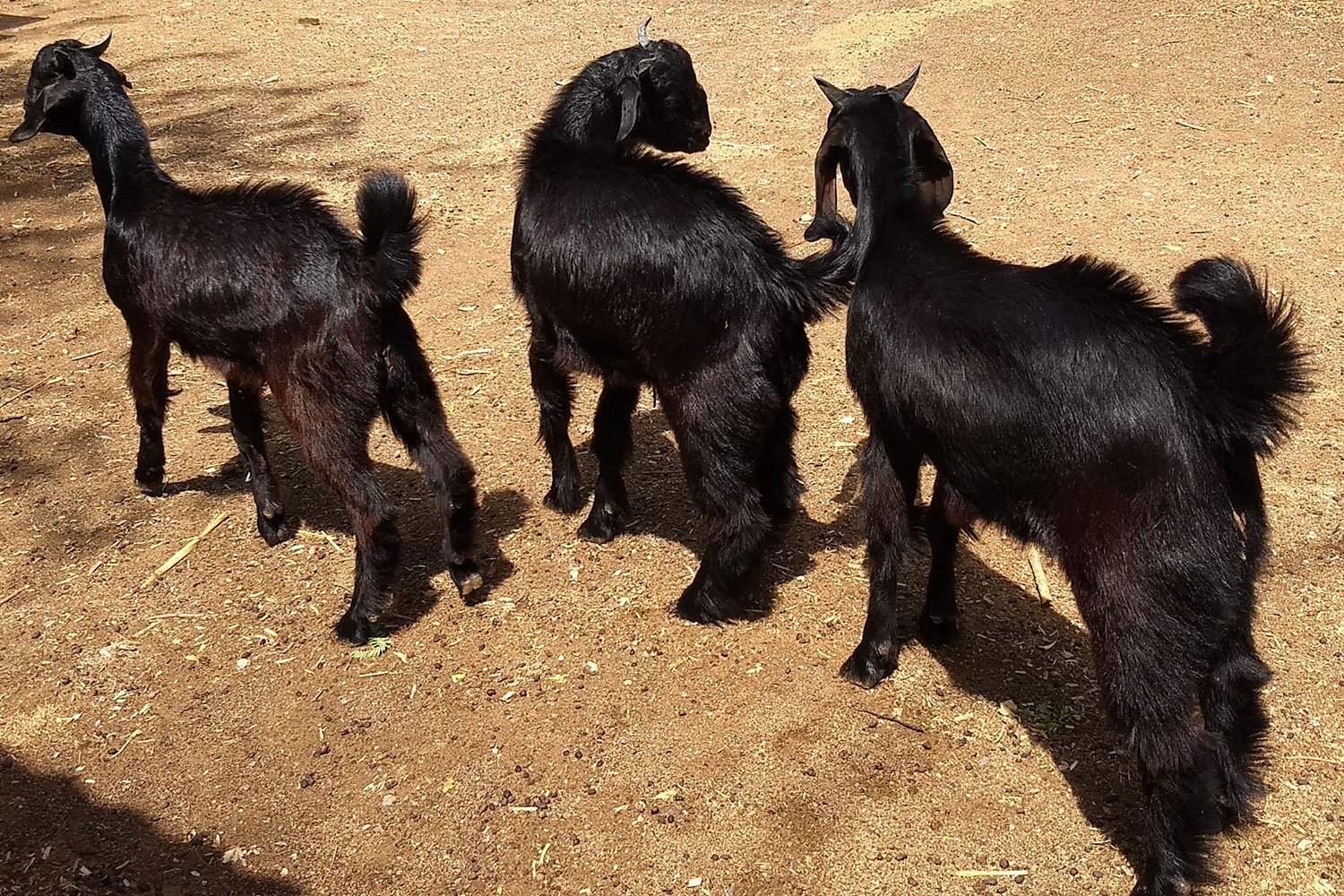GoatAndSheepFarming2