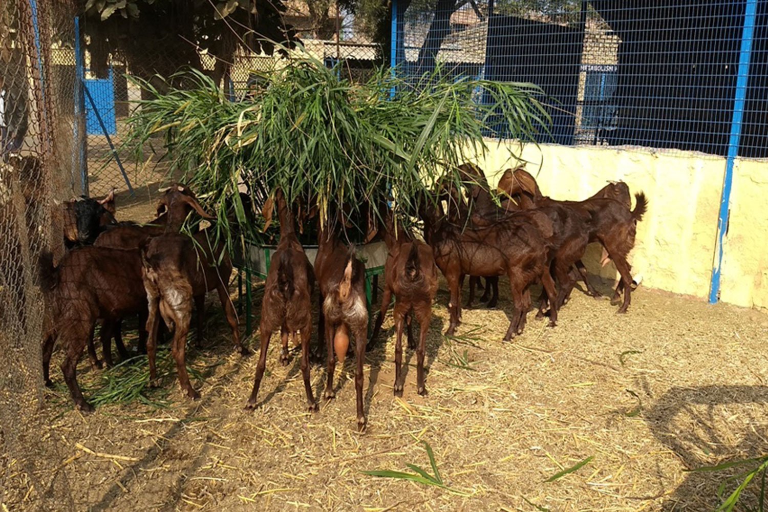 GoatAndSheepFarming4
