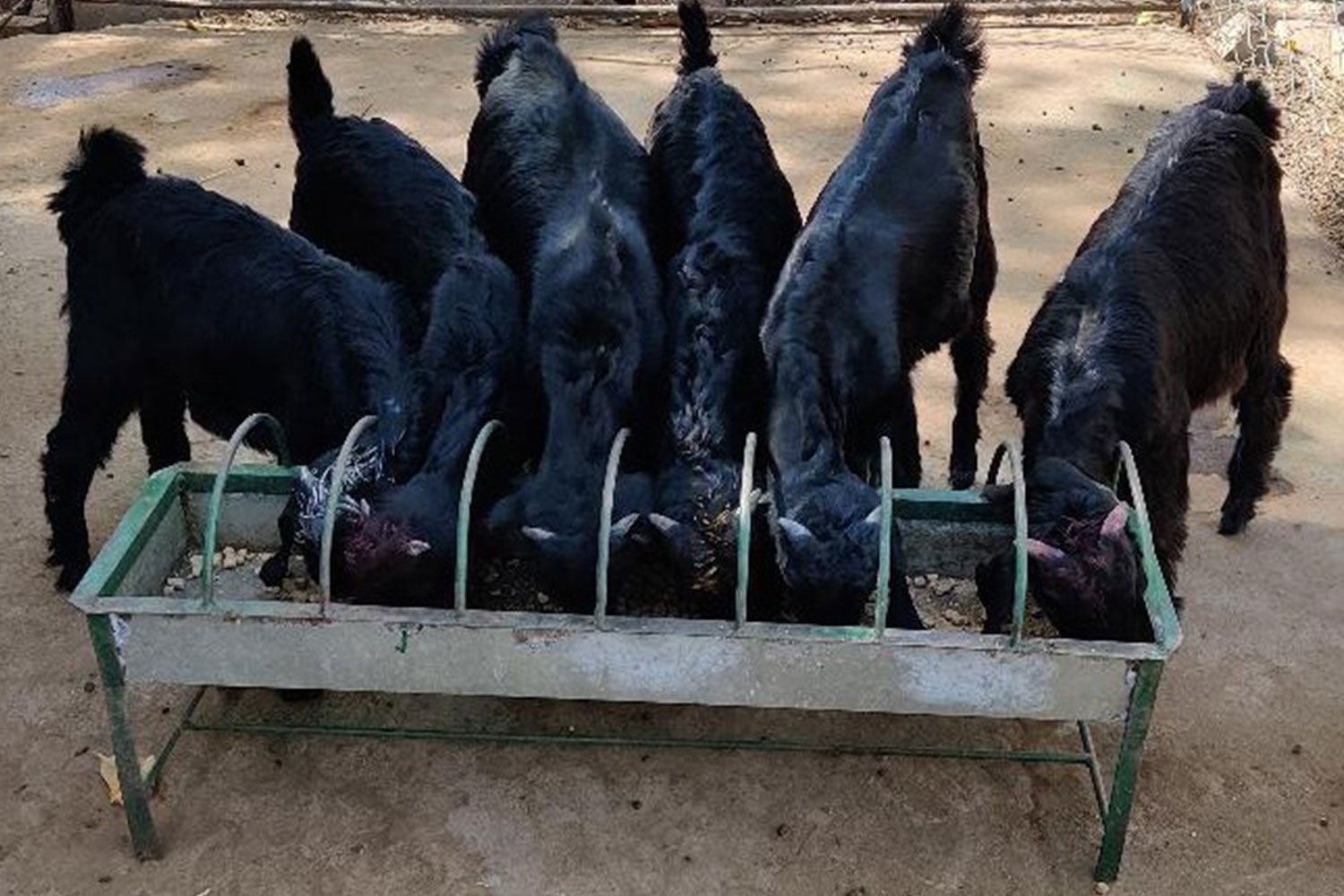 GoatAndSheepFarming5