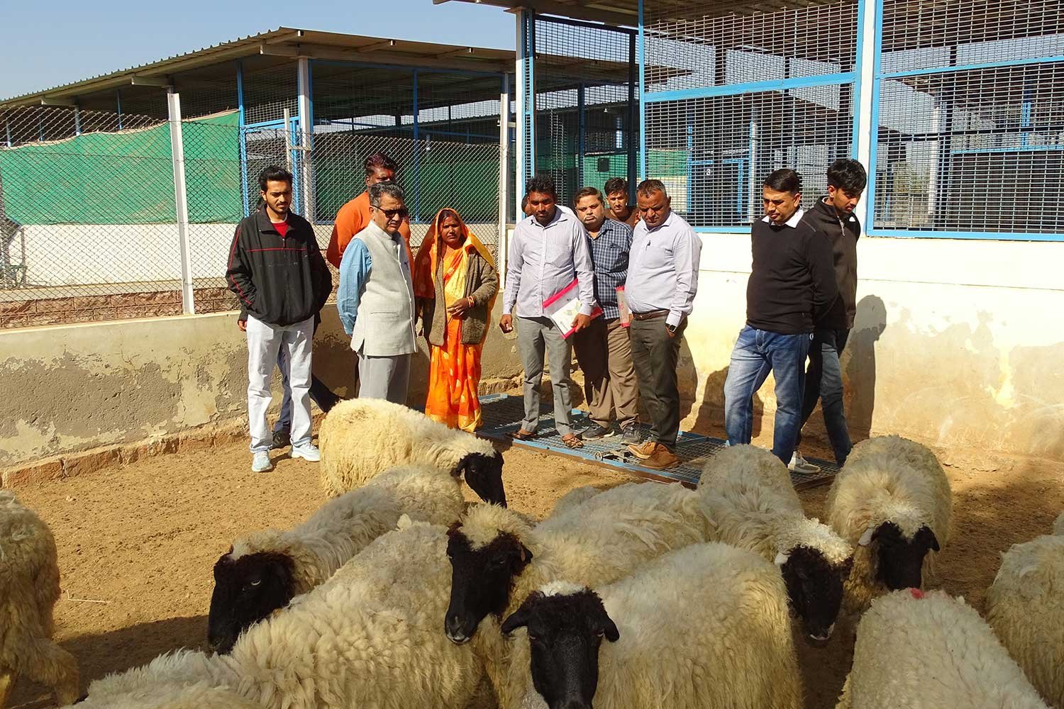 GoatAndSheepFarming8