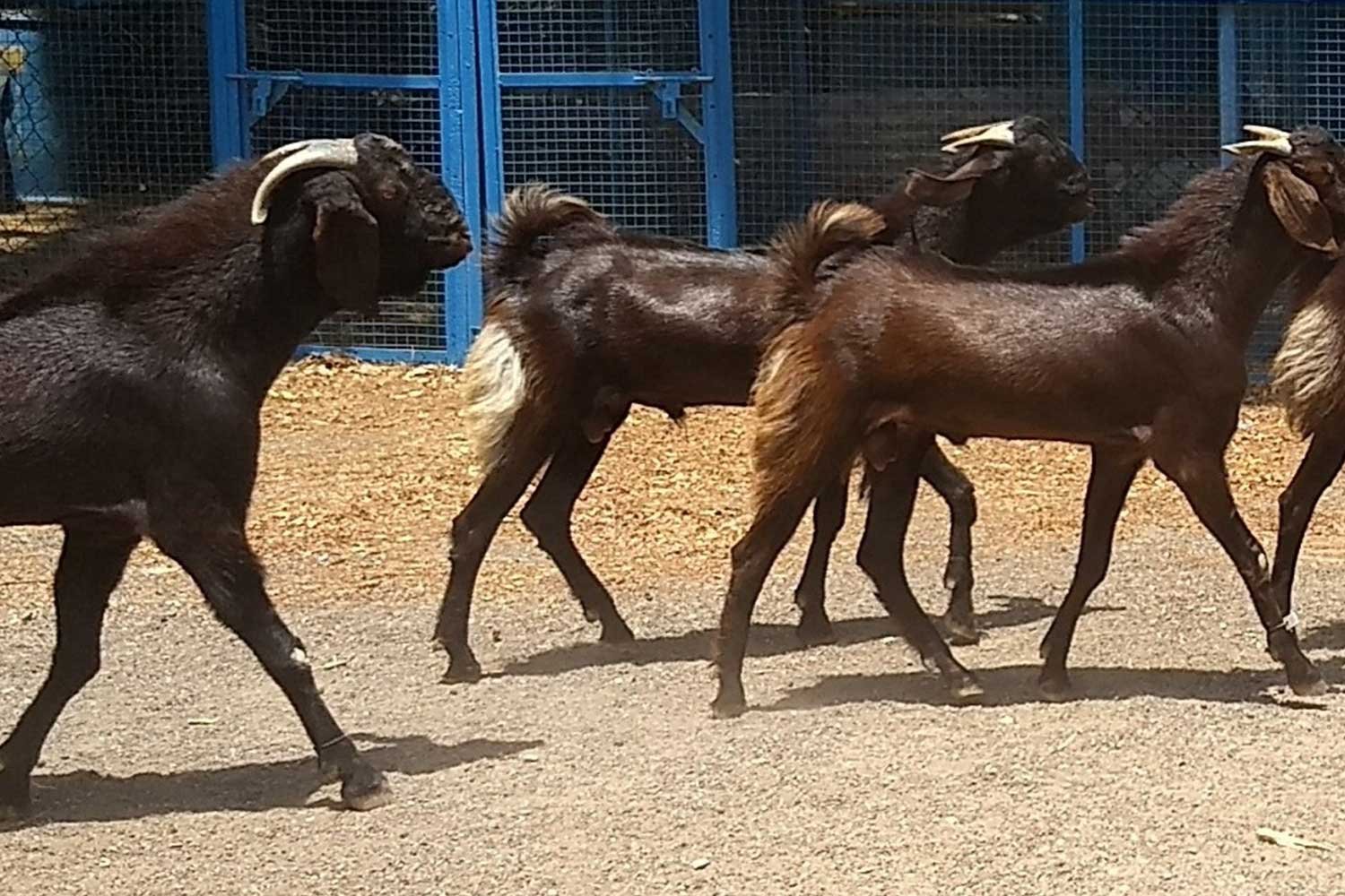 GoatAndSheepFarming9