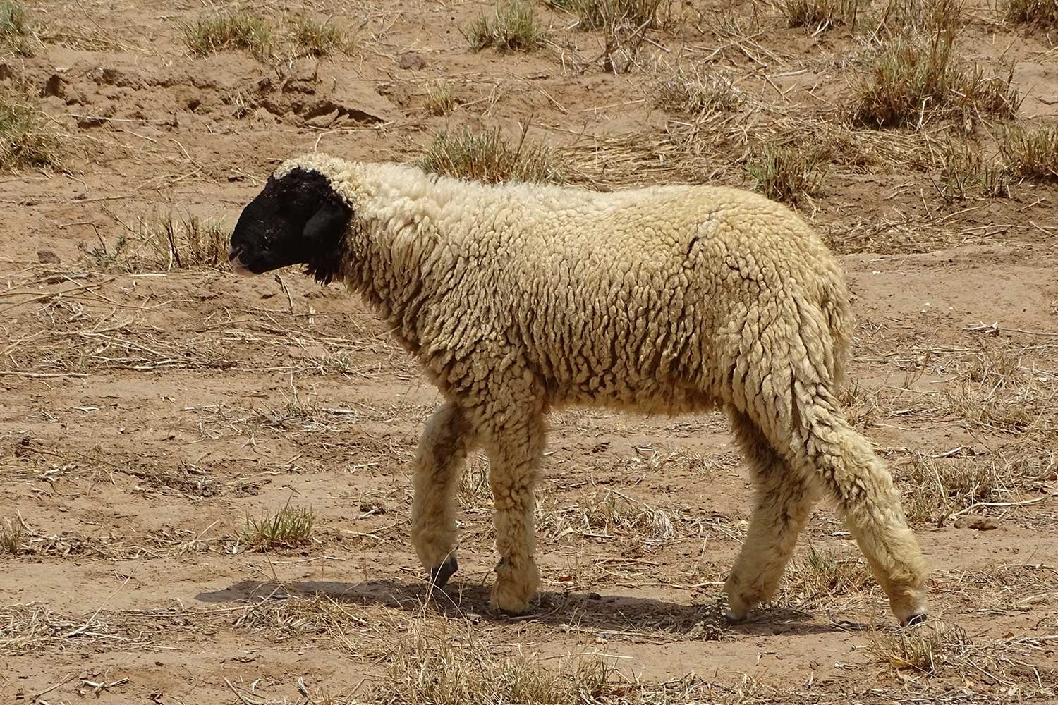GoatandSheep2