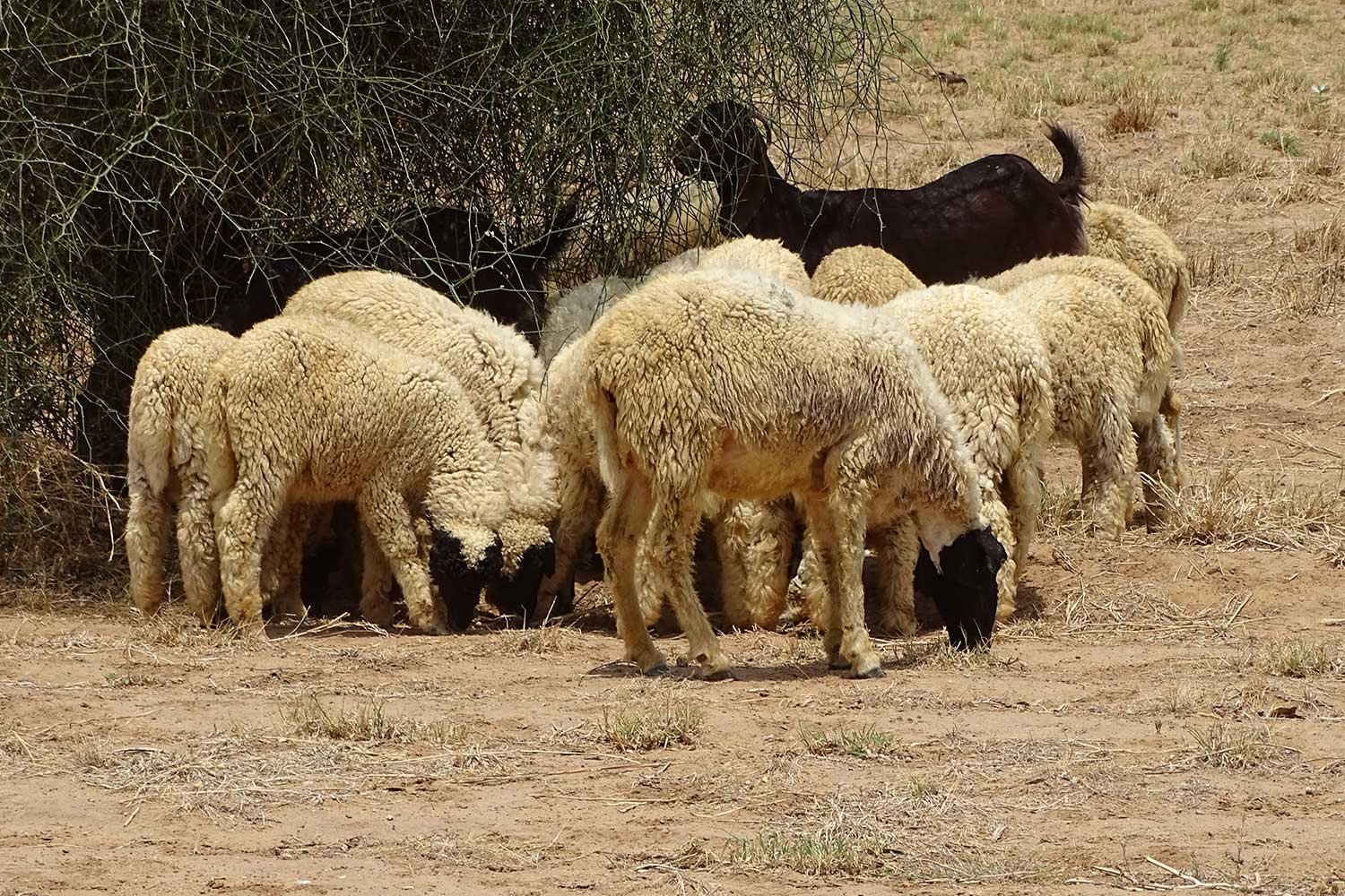 GoatandSheep3
