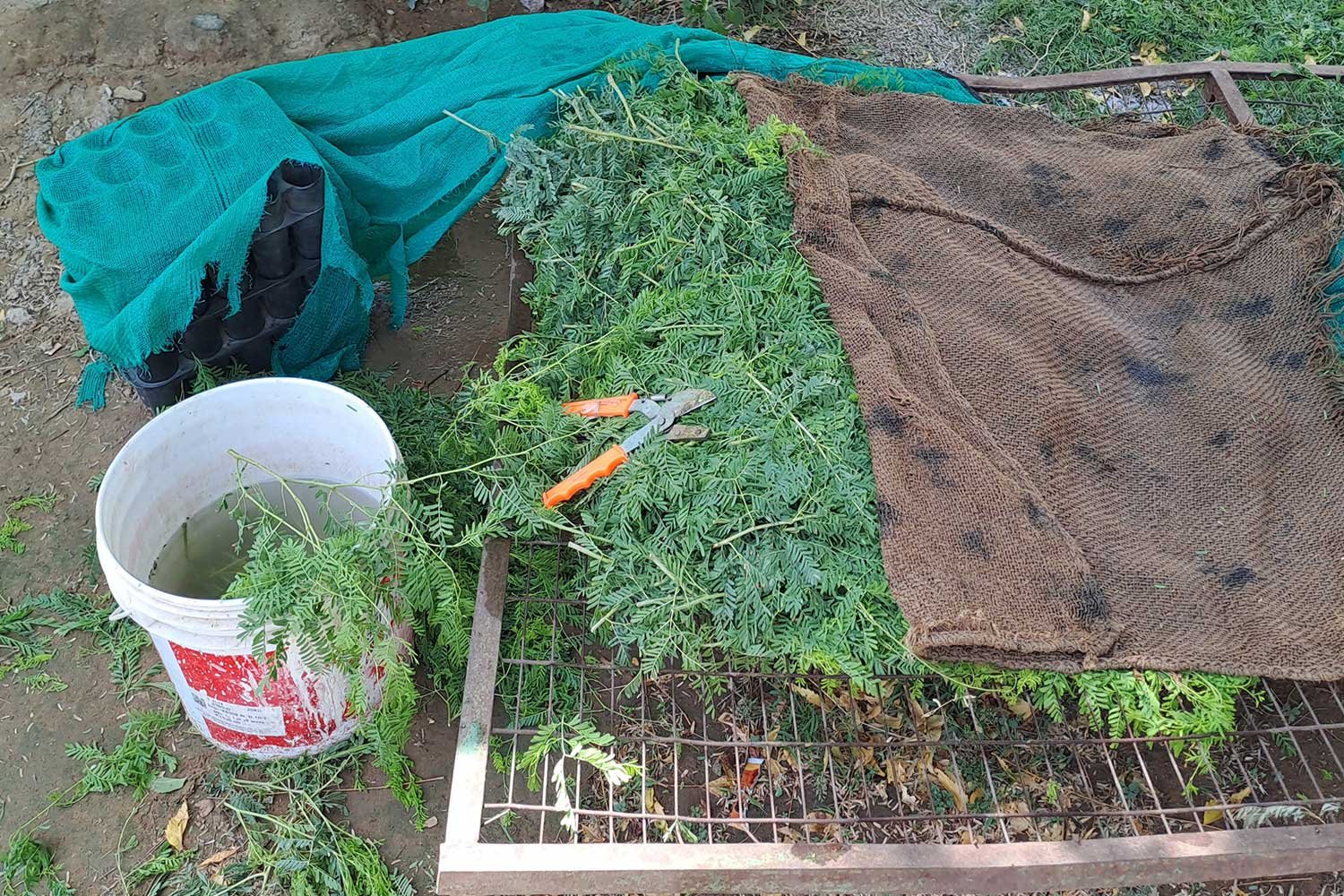 KhejariNursery2