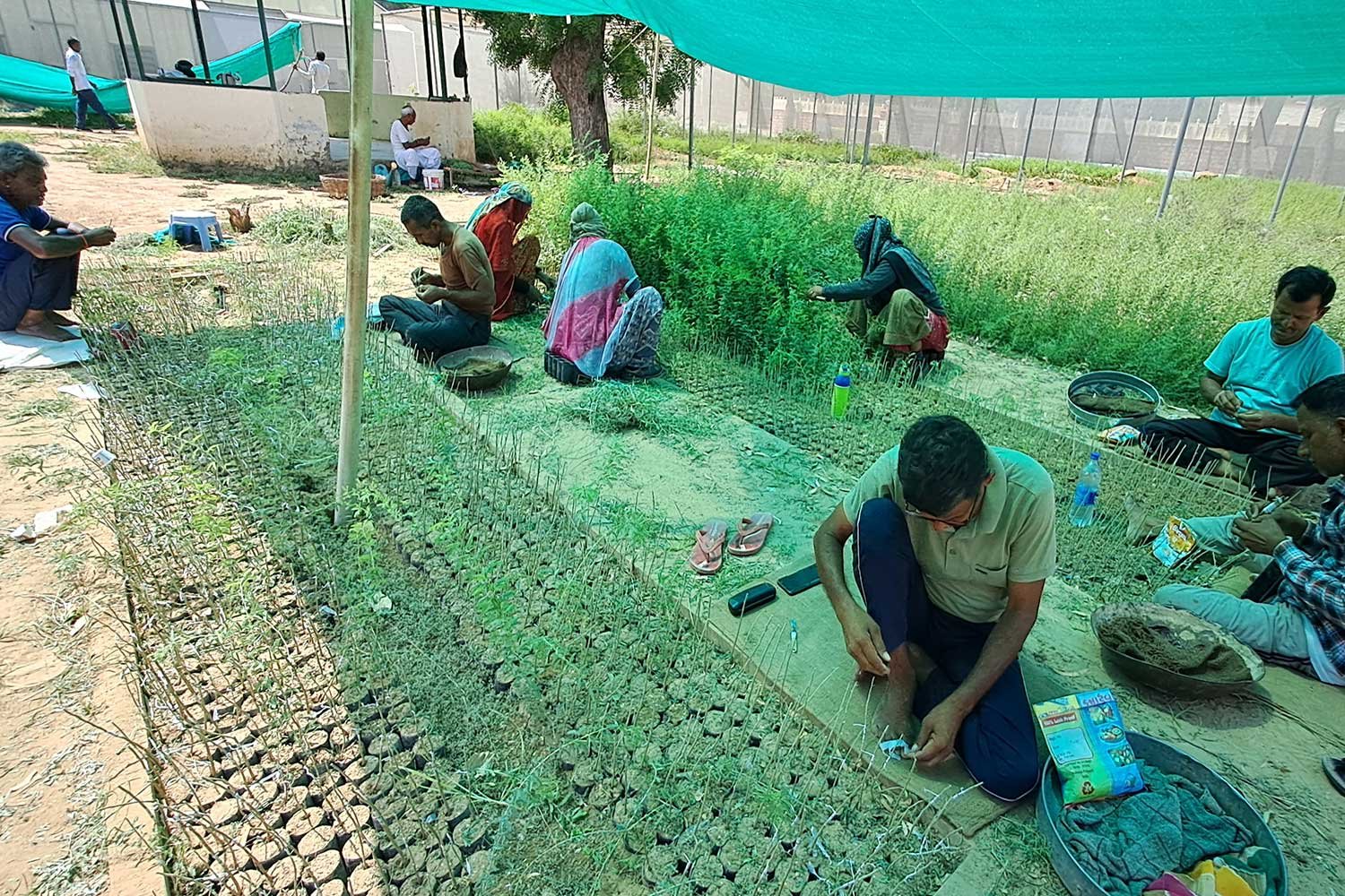 KhejariNursery3
