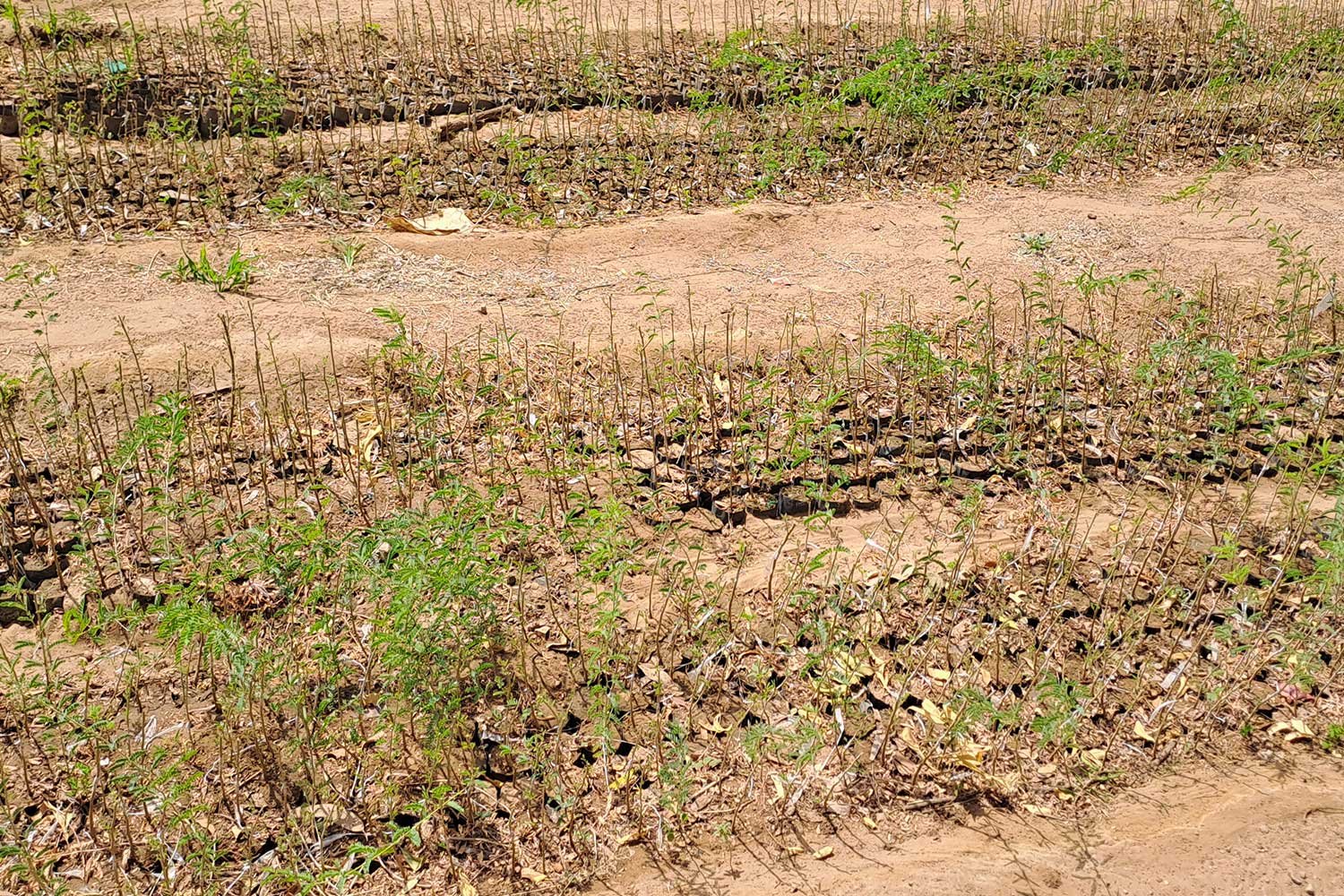 KhejariNursery6