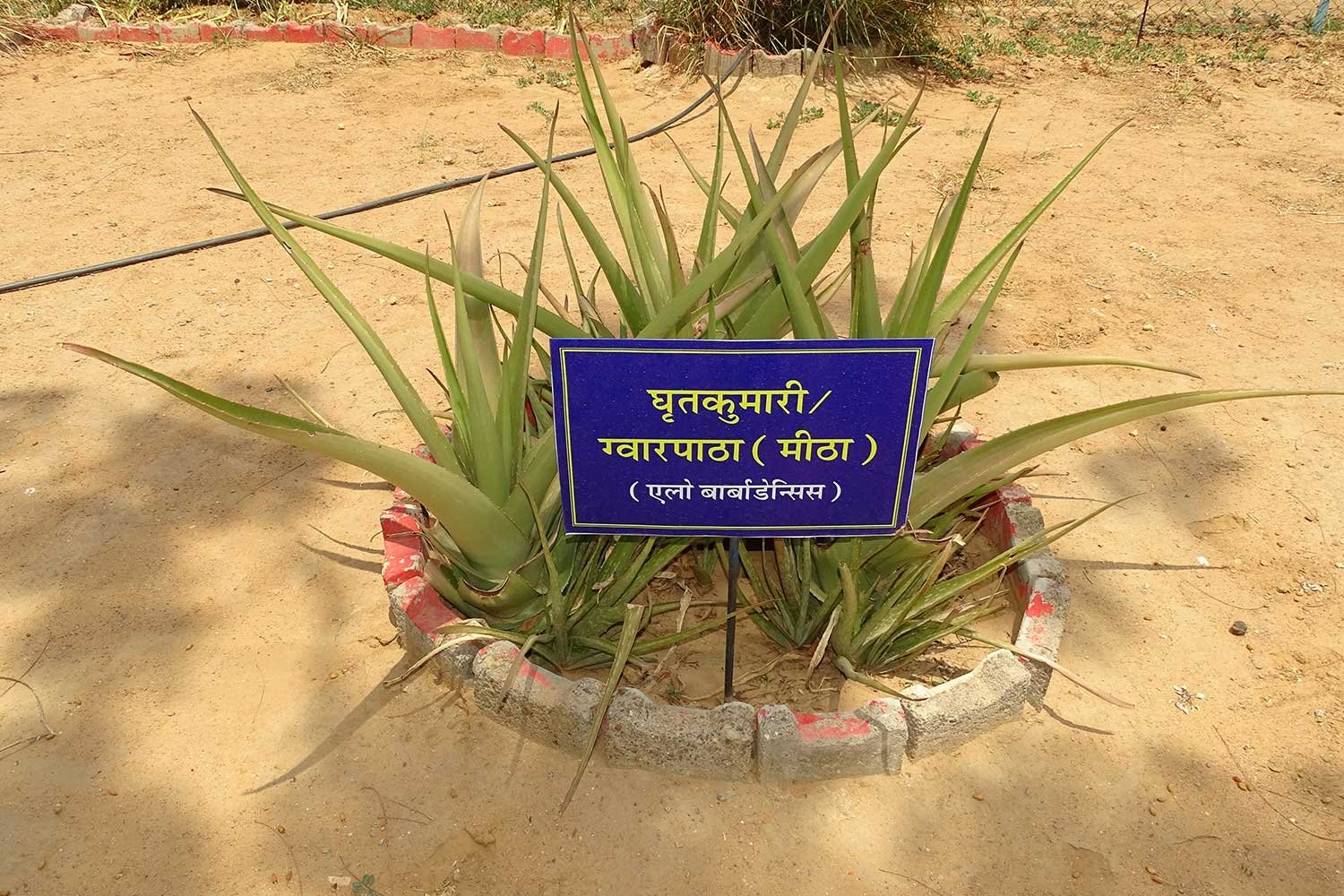 MedicinalPlant2