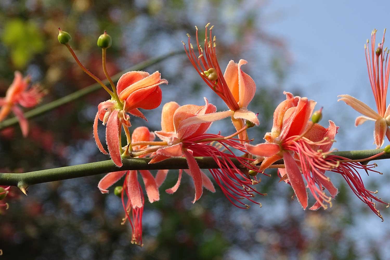 MedicinalPlants1
