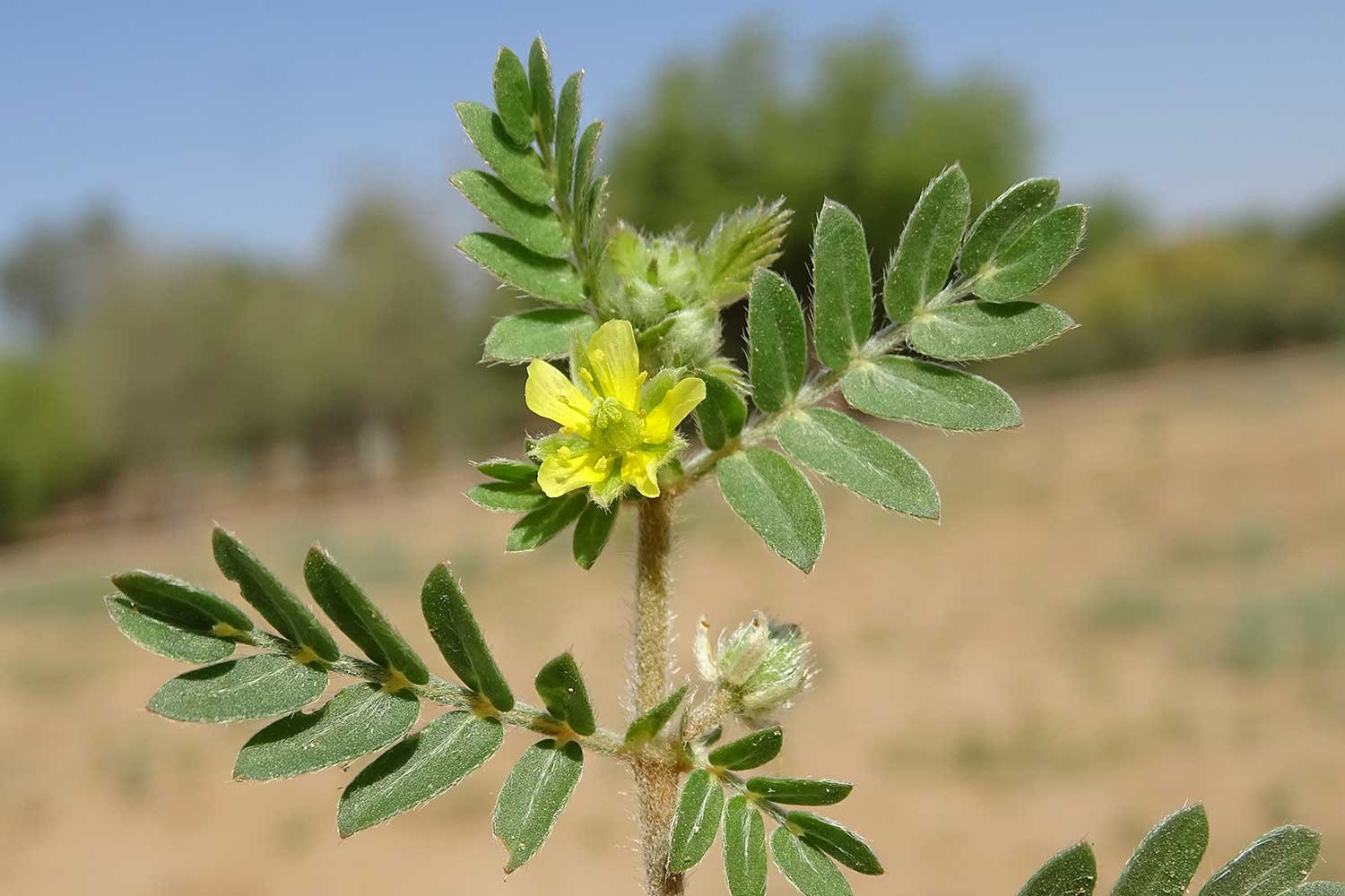 MedicinalPlants7