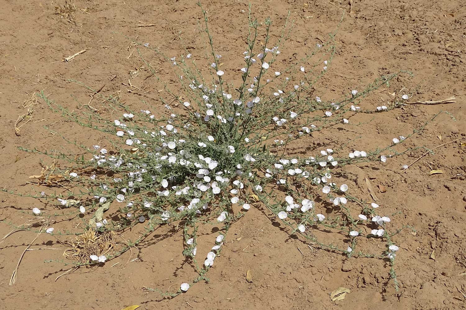 MedicinalPlants8