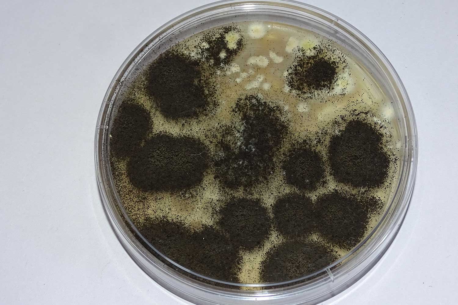 Microbial3