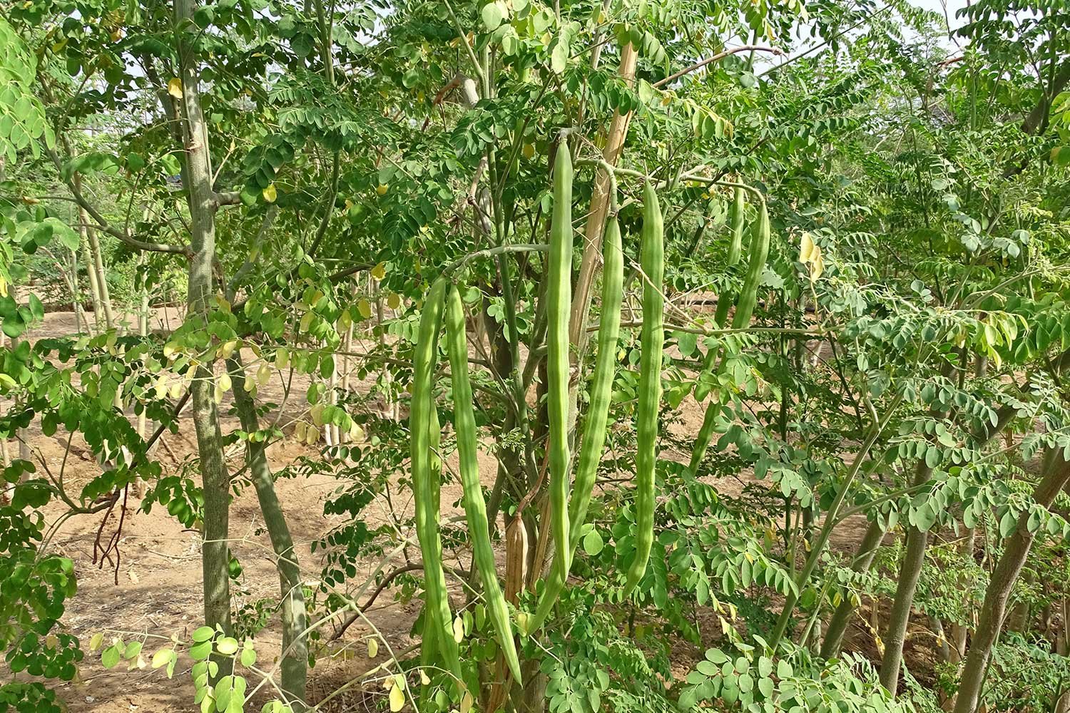 Moringa1