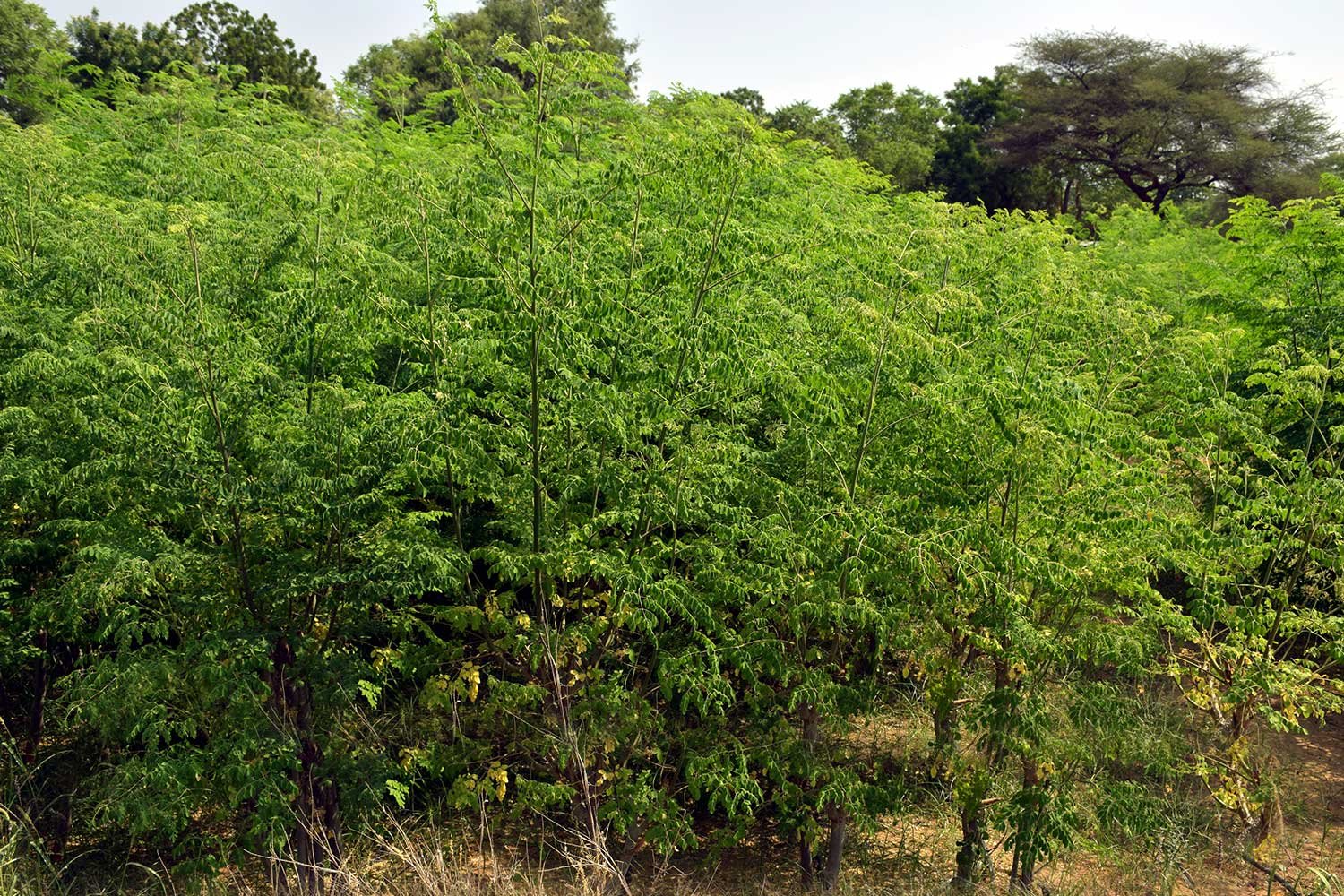 Moringa1