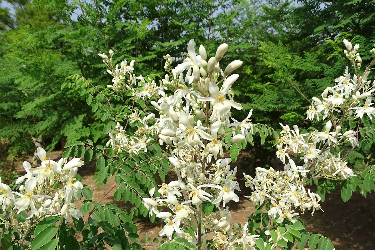 Moringa2