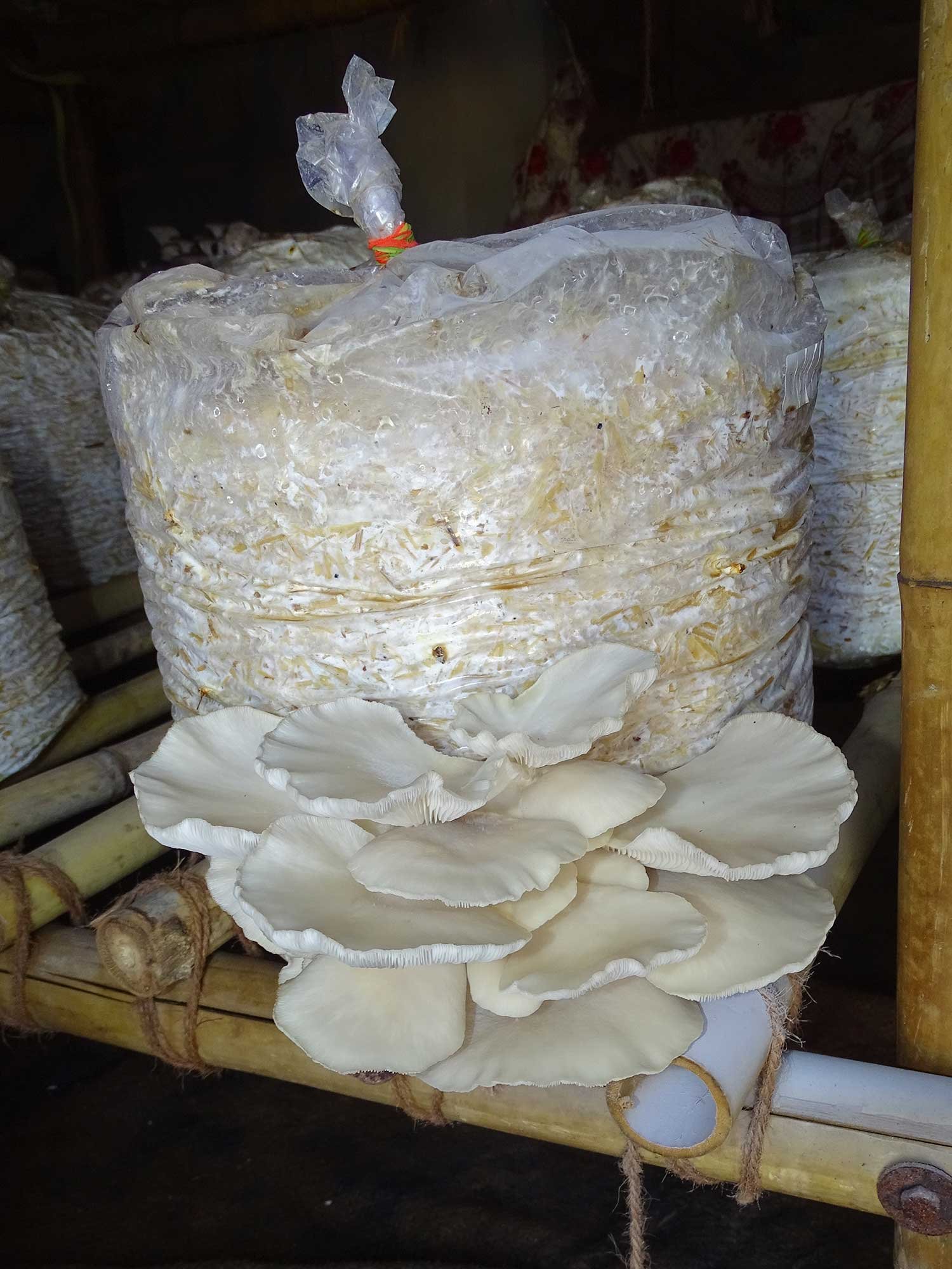 Mushroom4