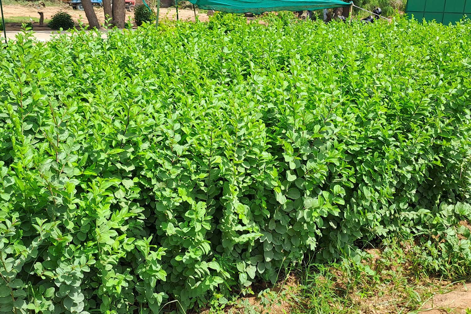Nursery8