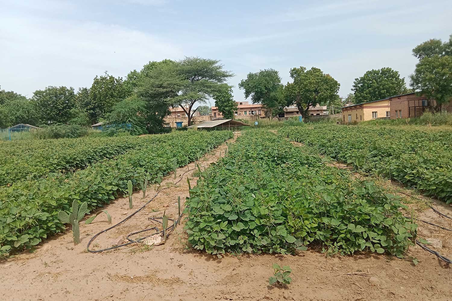 OrganicFarming