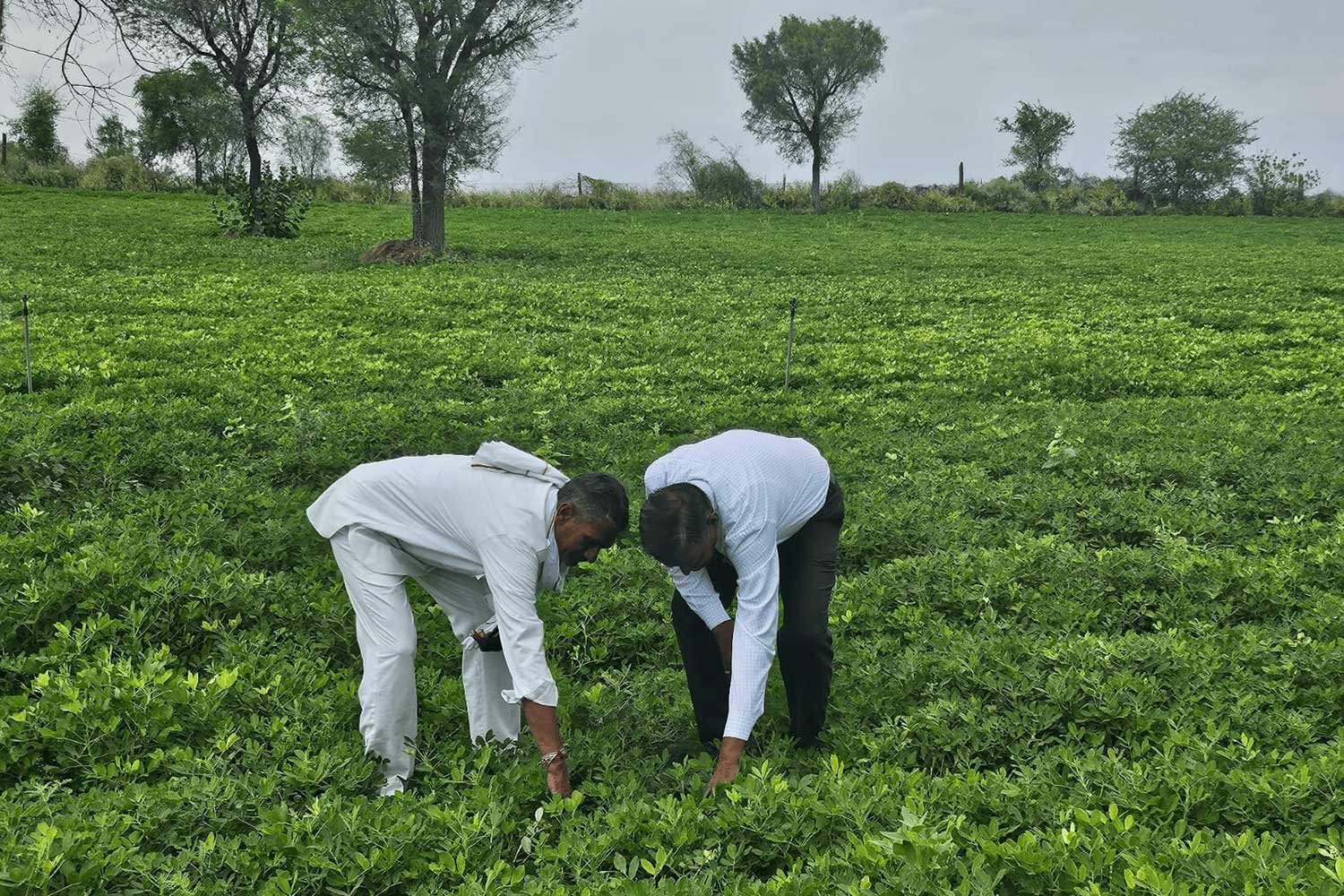 OrganicFarming10