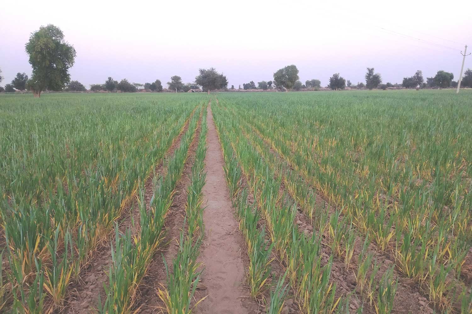 OrganicFarming14