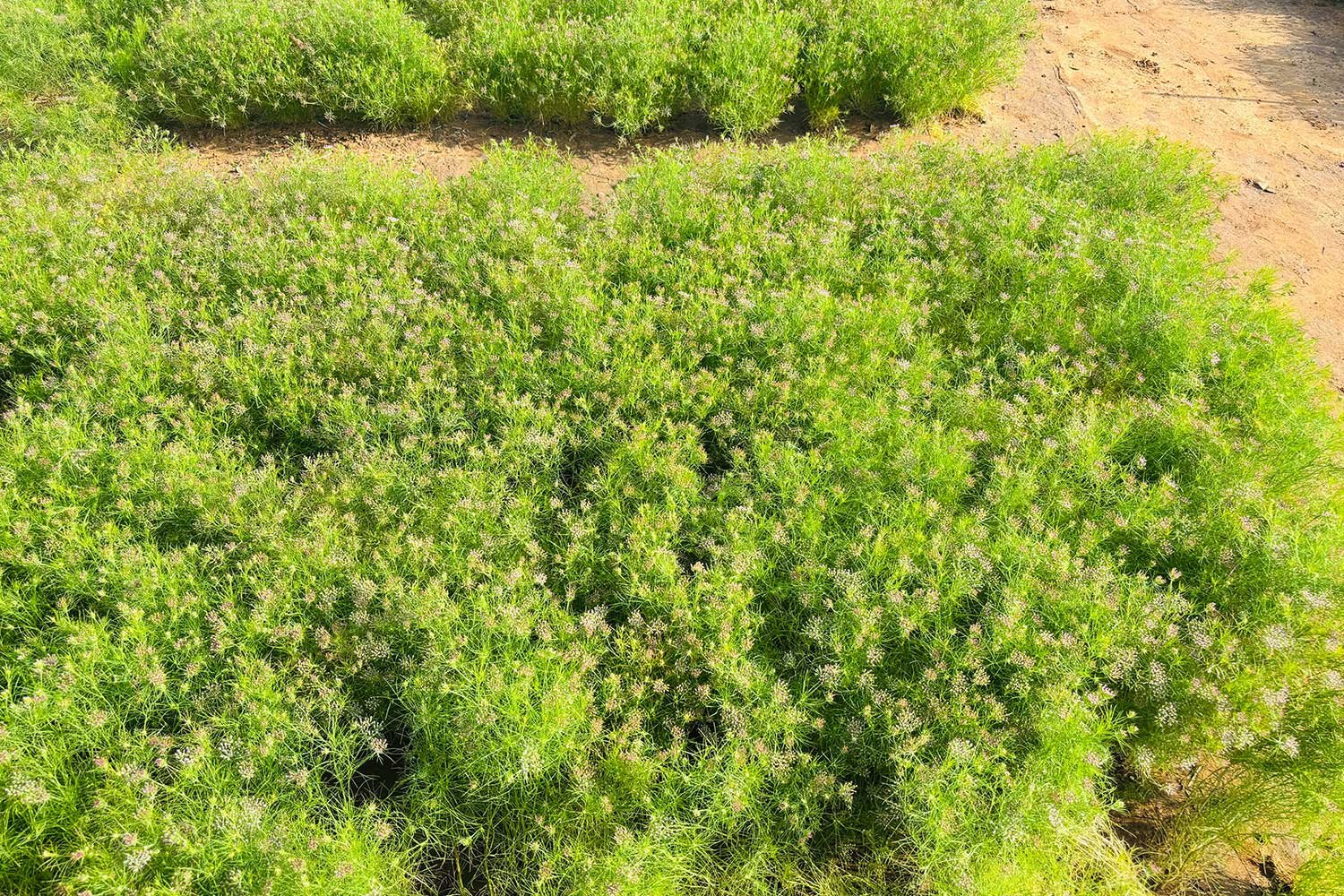 OrganicFarming2