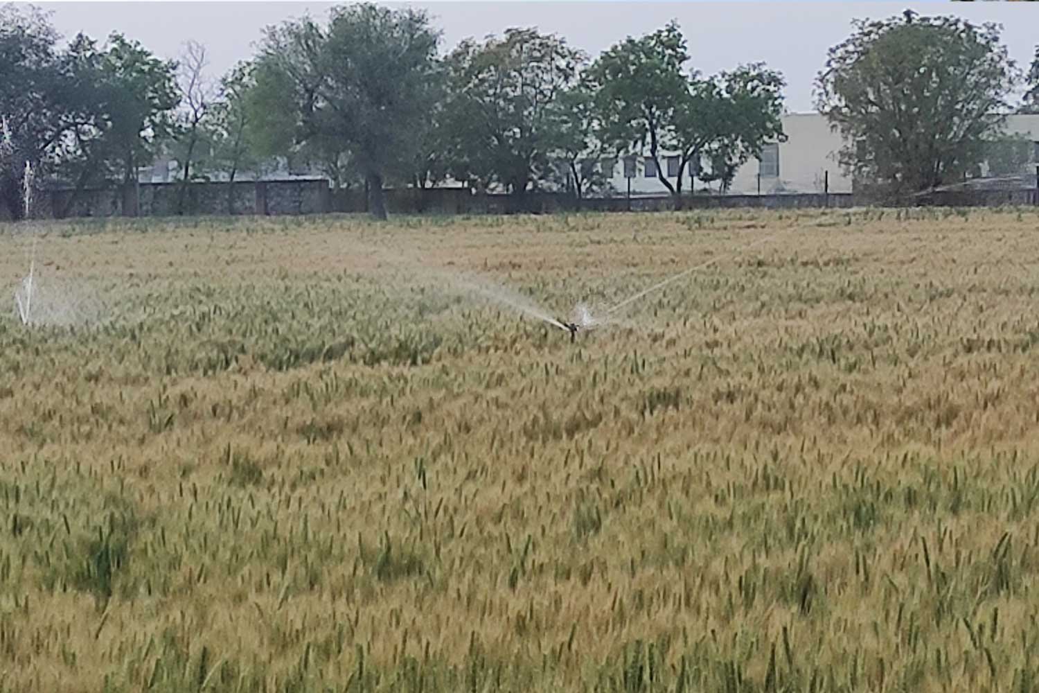 OrganicFarming3