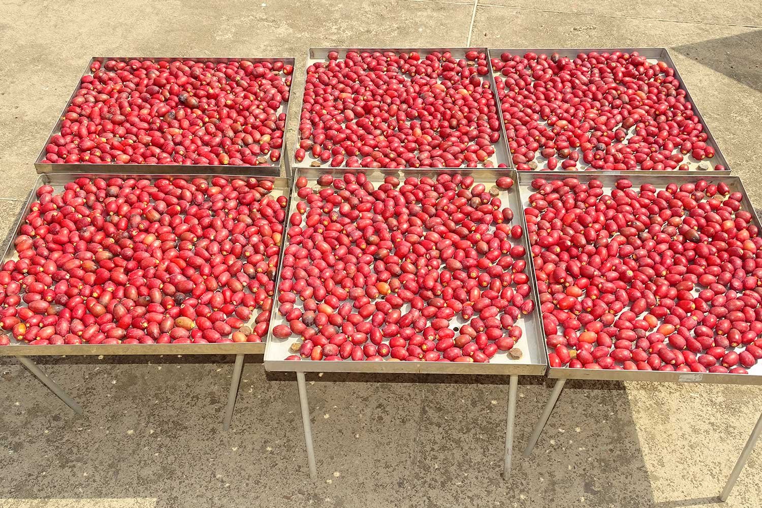 PostHarvest