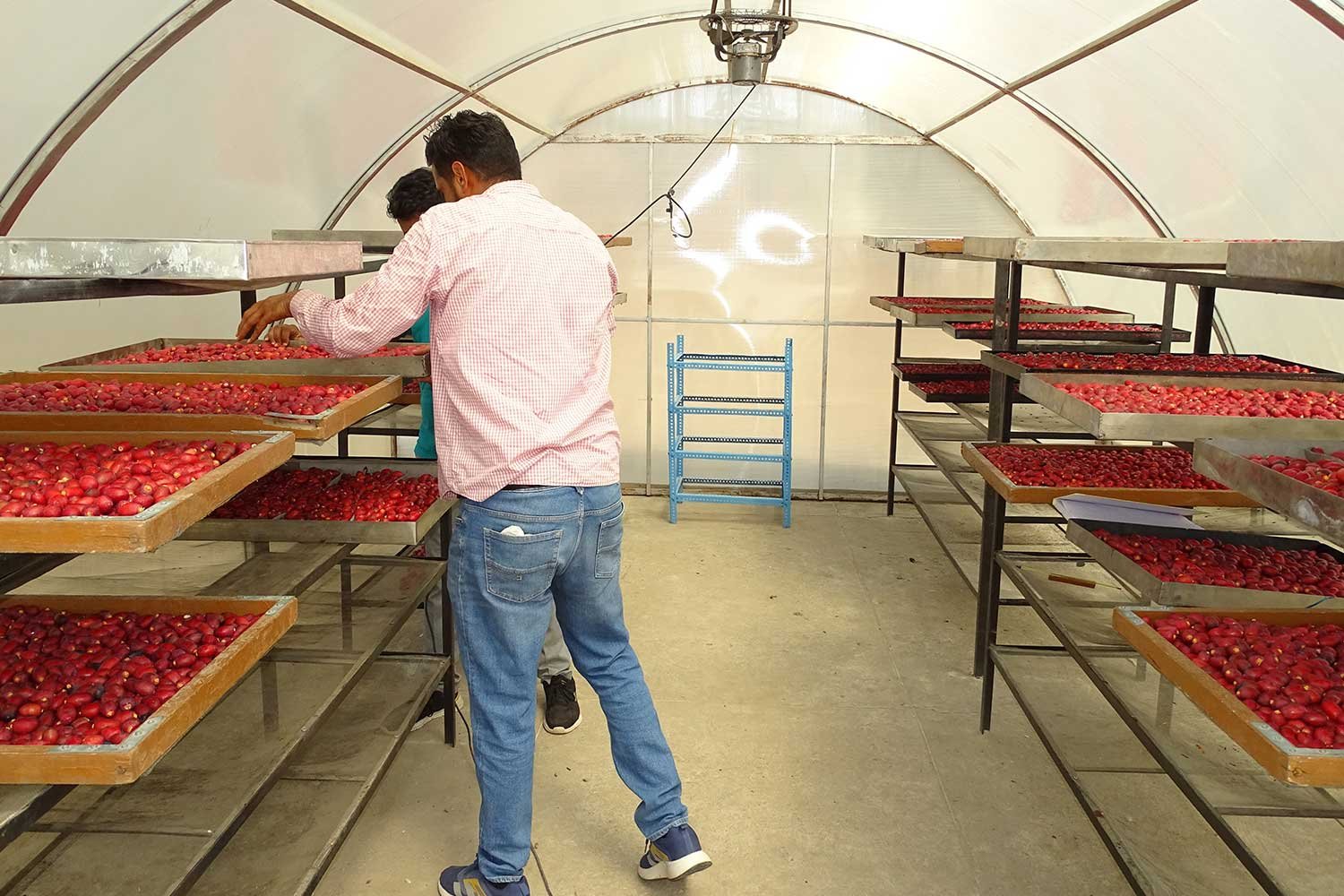 PostHarvest4