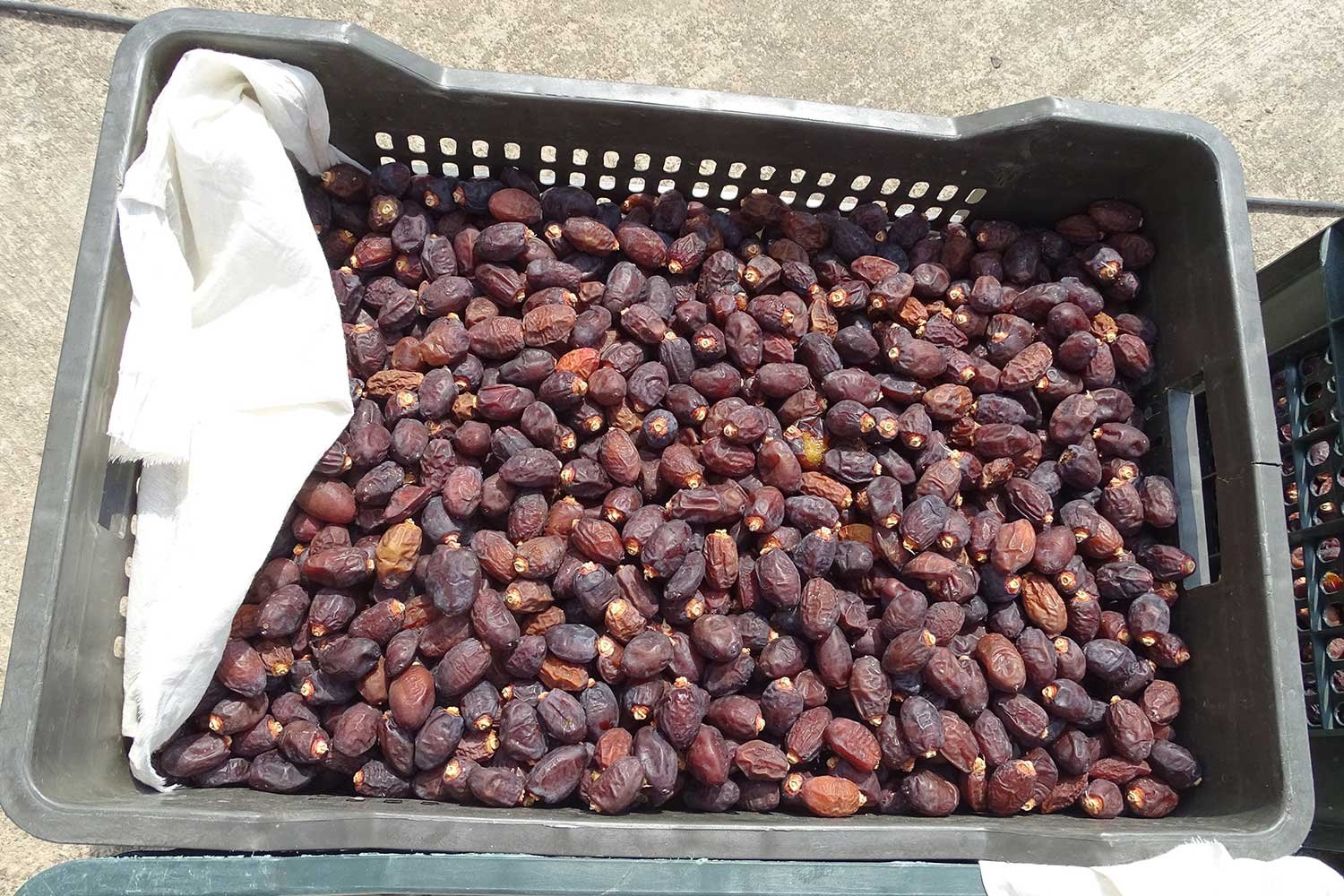 PostHarvest6