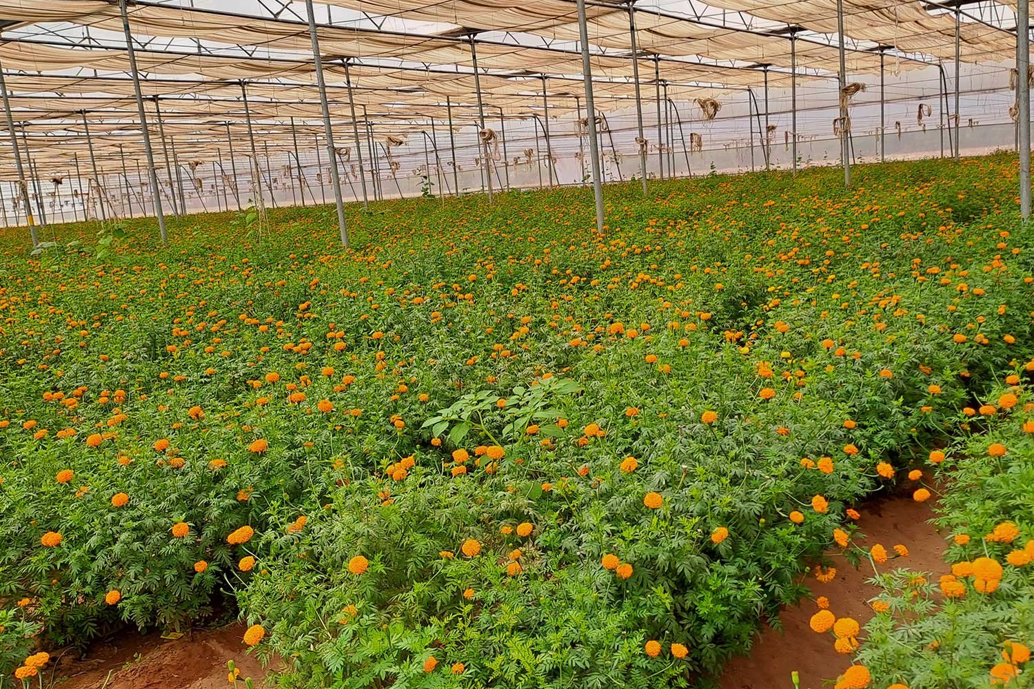 ProductionCultivation2