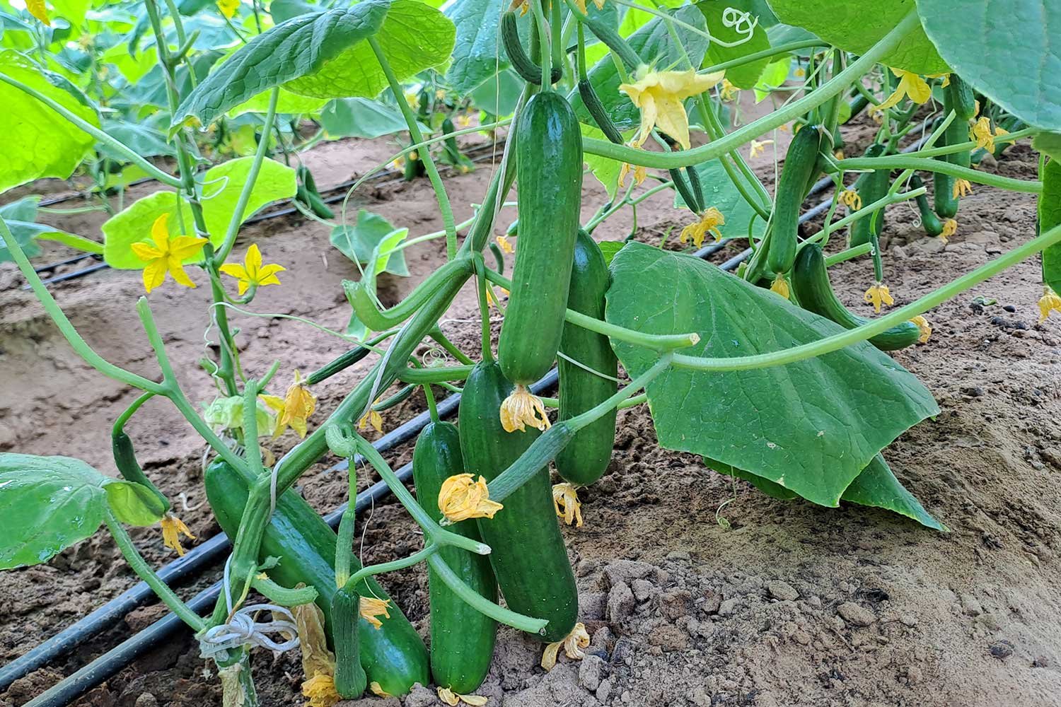 ProductionCultivation3