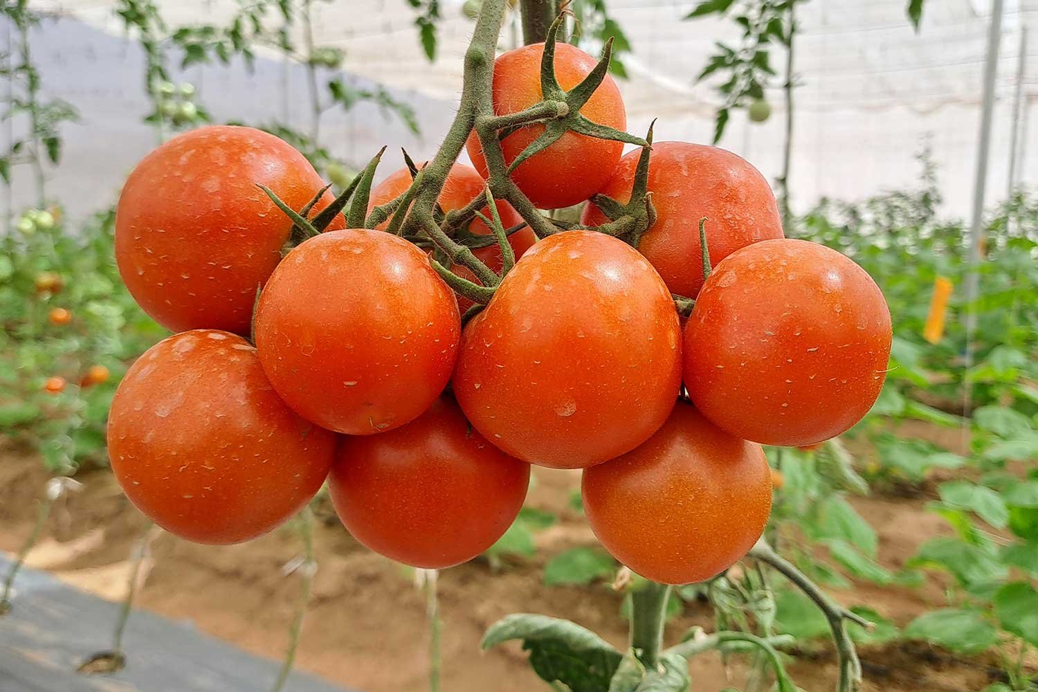 ProductionCultivation6