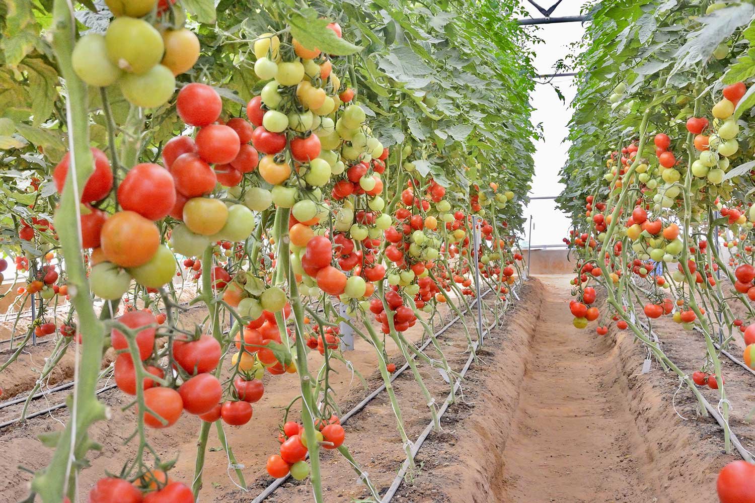 ProductionCultivation8