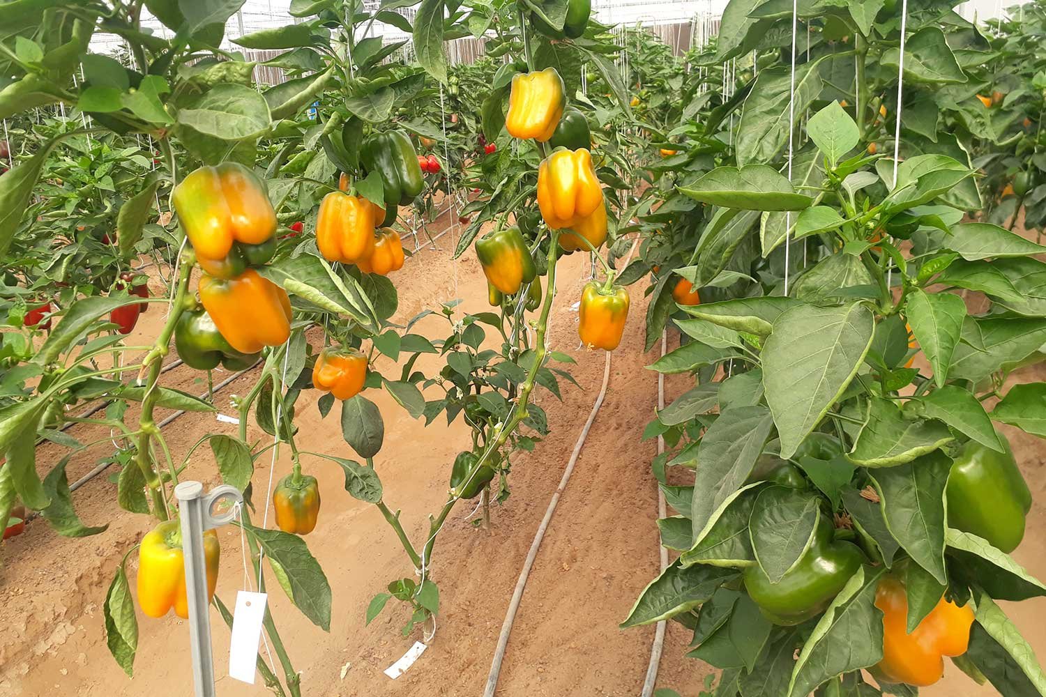 ProductionCultivation9