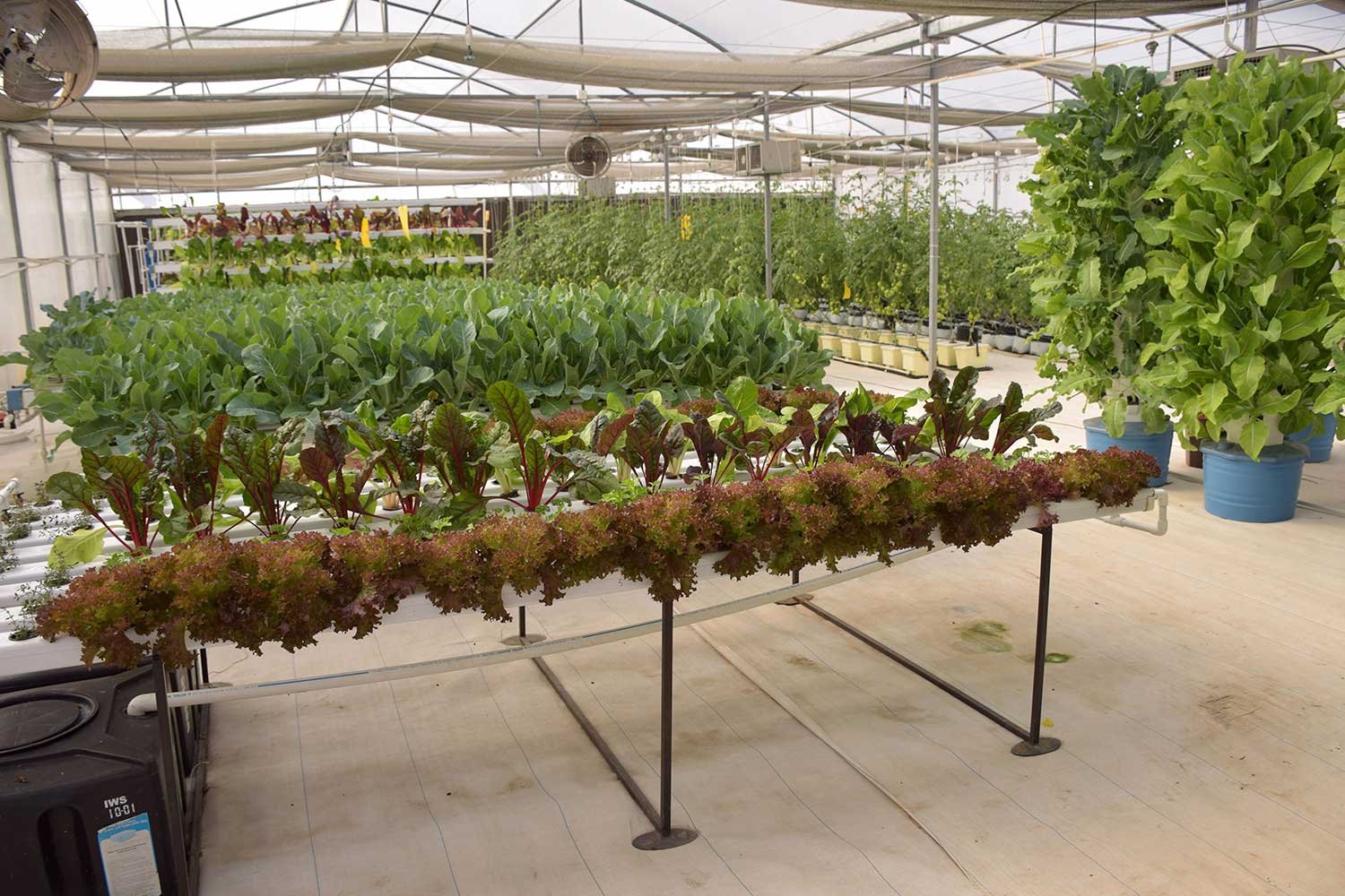 hydroponics1