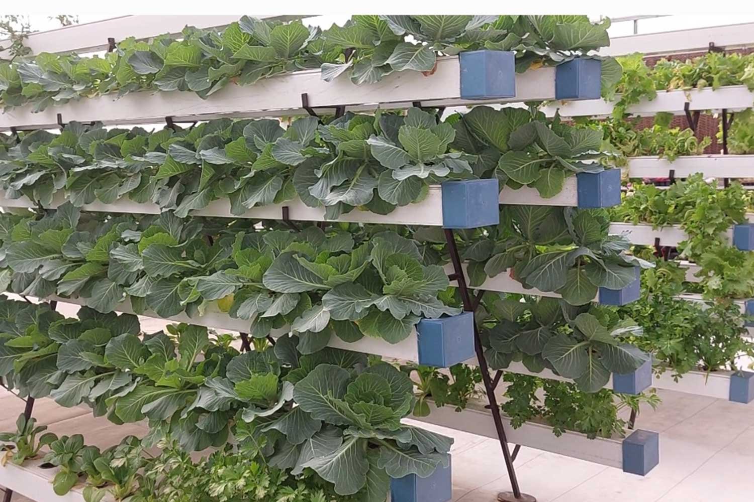 hydroponics4