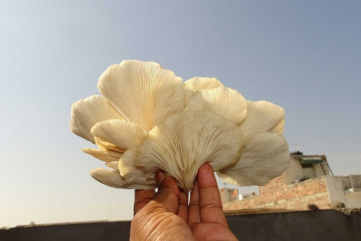 mushroom